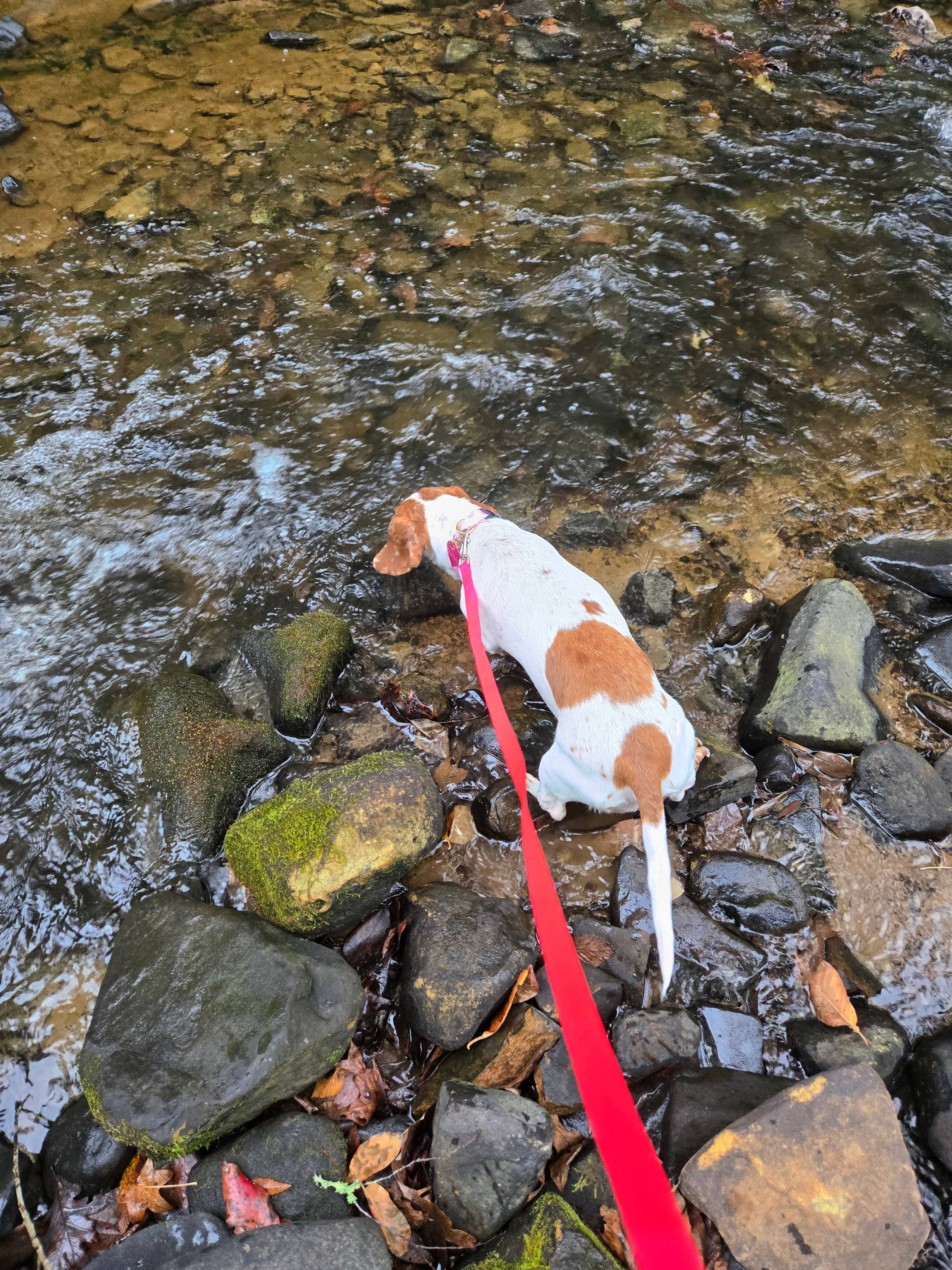 Rock Creek Retreat & Ventures