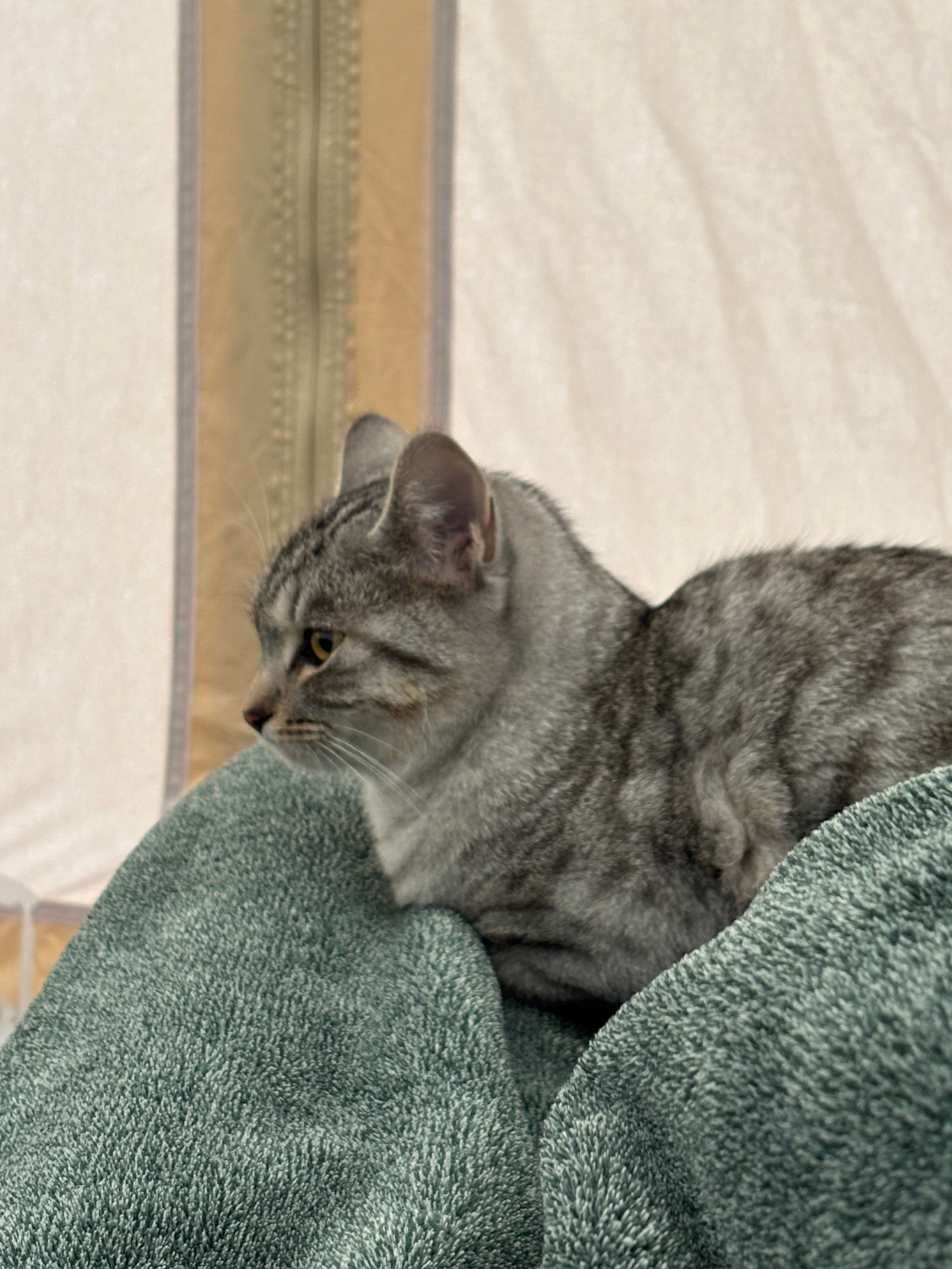 This sweet baby was our camping buddy!