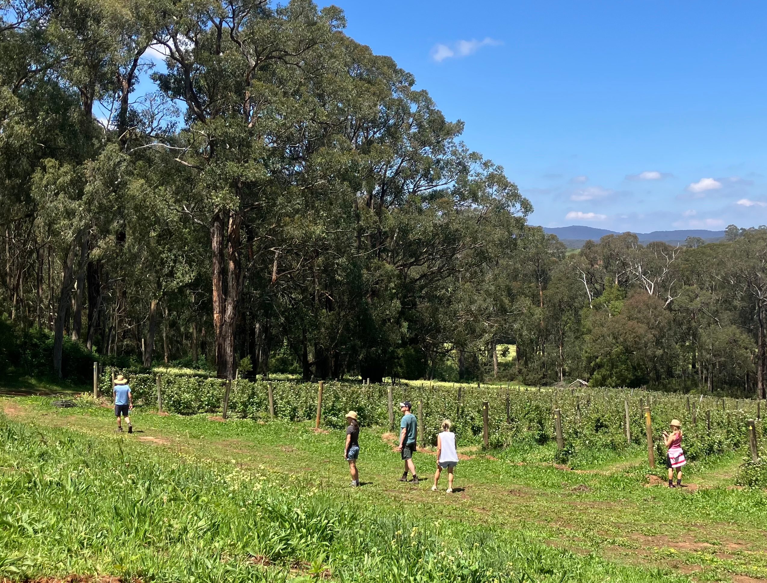 Nerrigundah Contrée Sauvage