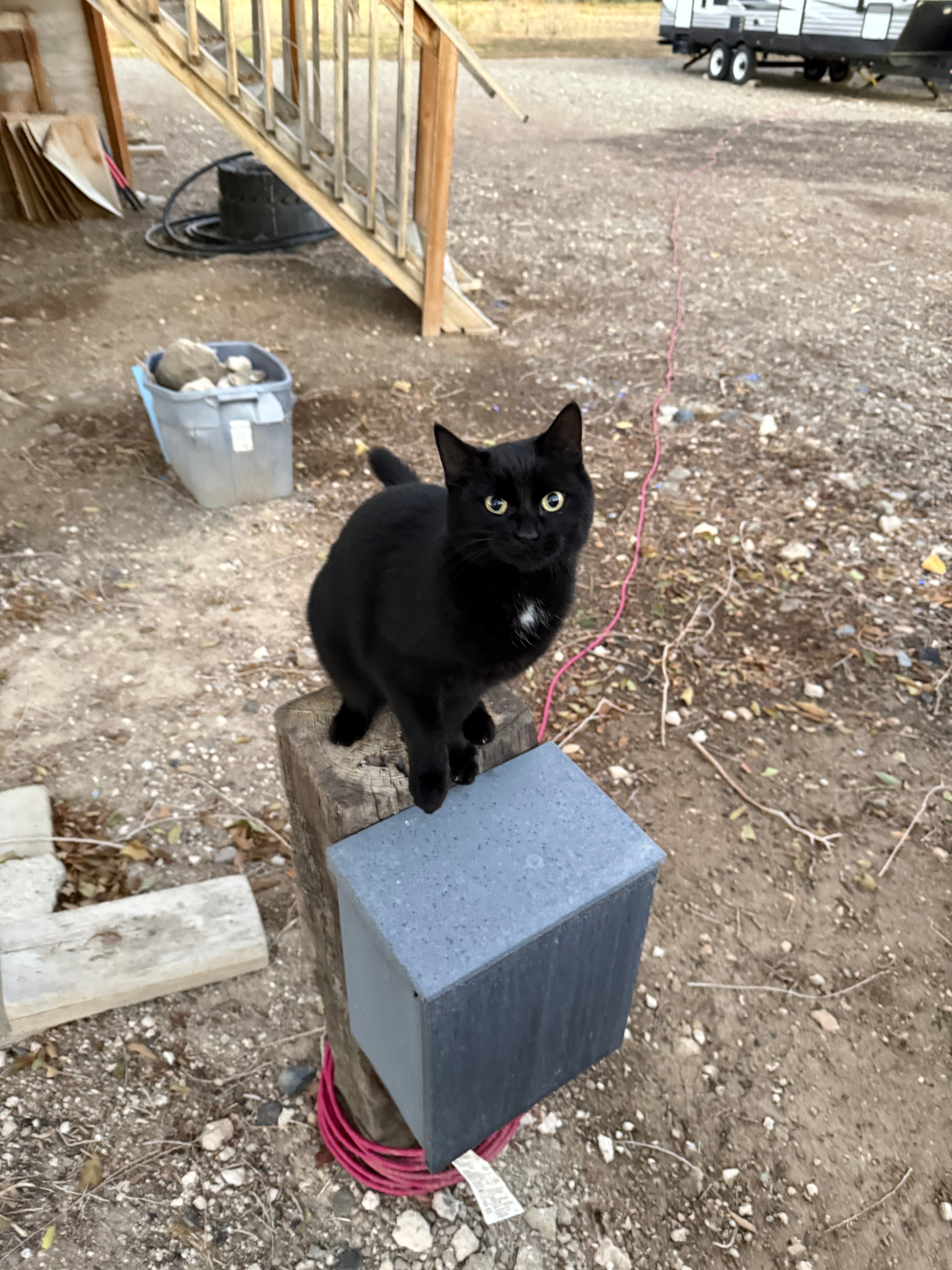 Electrical box and new best friend