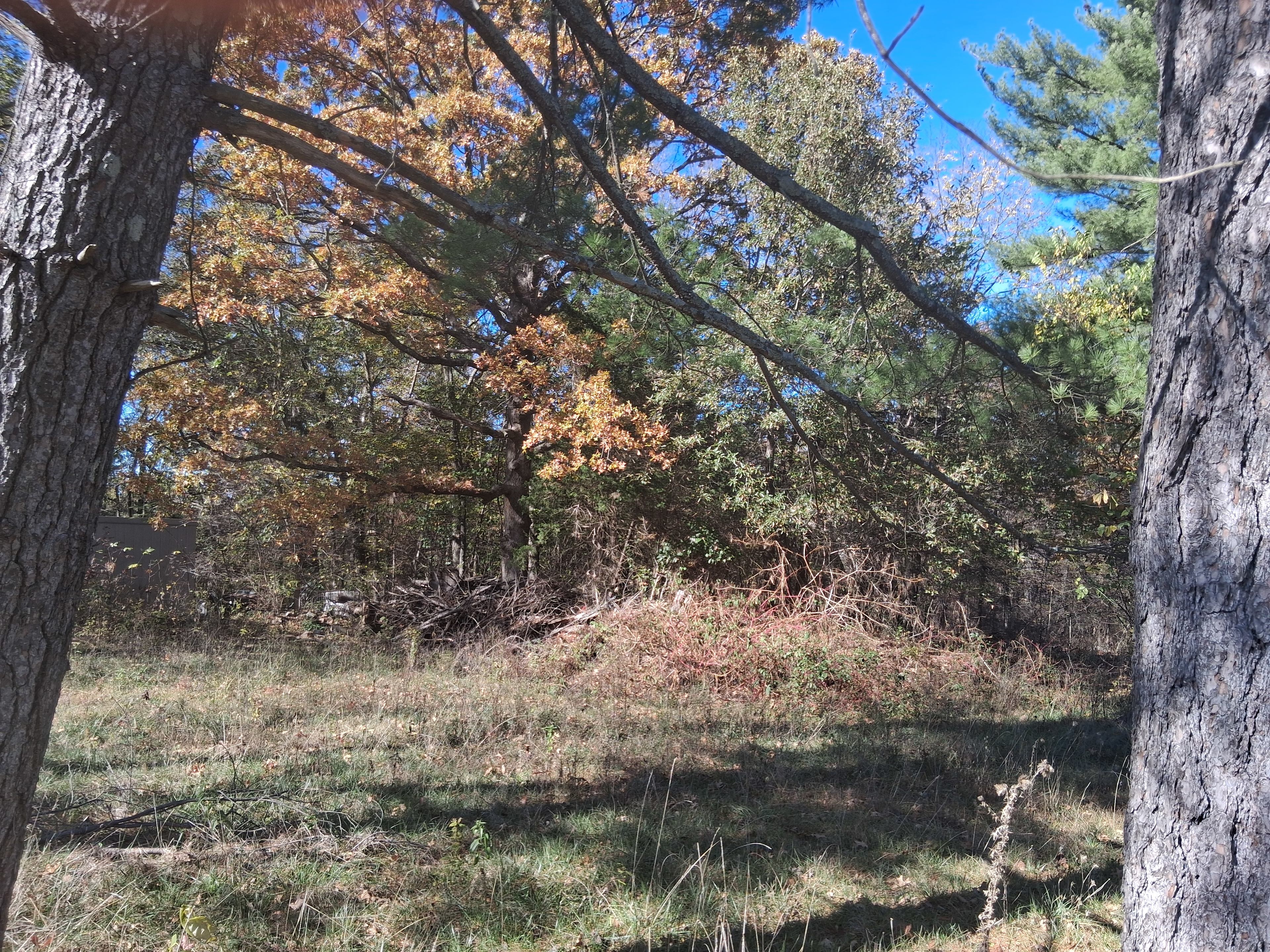 Murphy's Magic Meadow