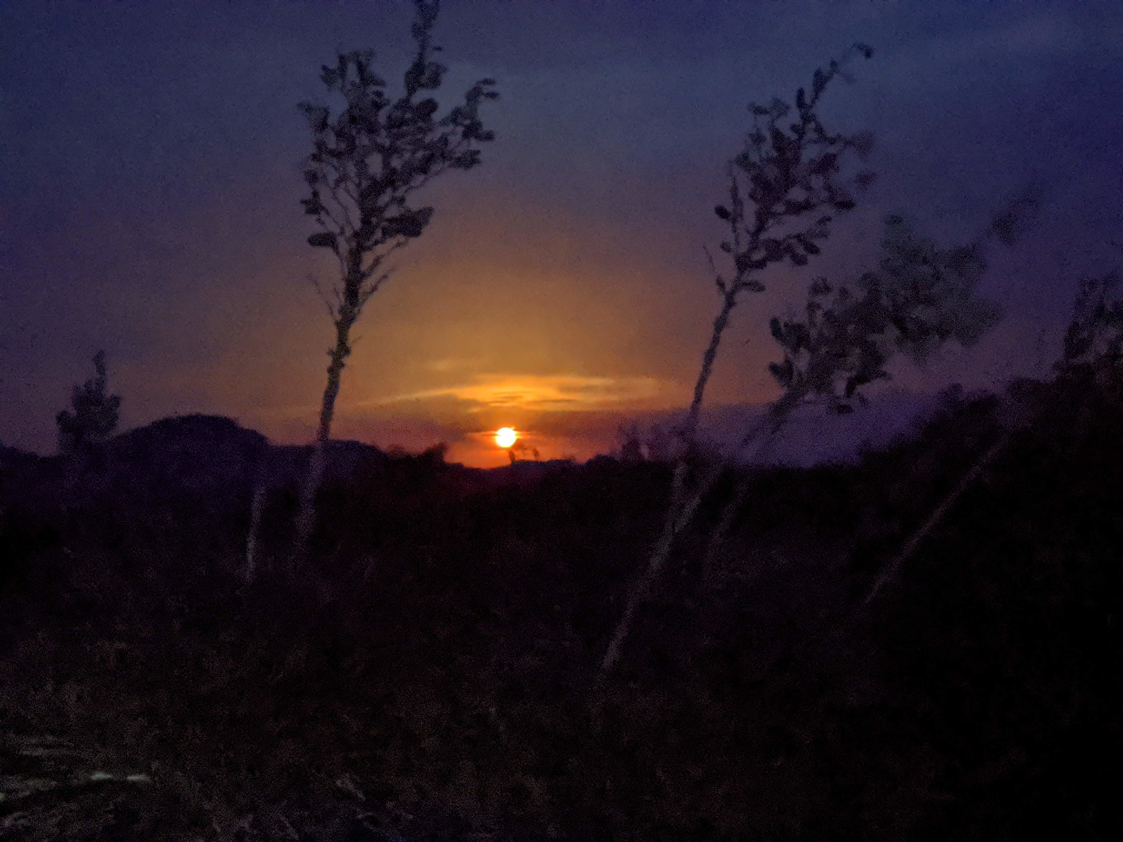 Peaceful Wild Beauty