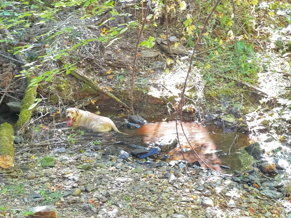 Fox Sparrow RV Resort & Campground