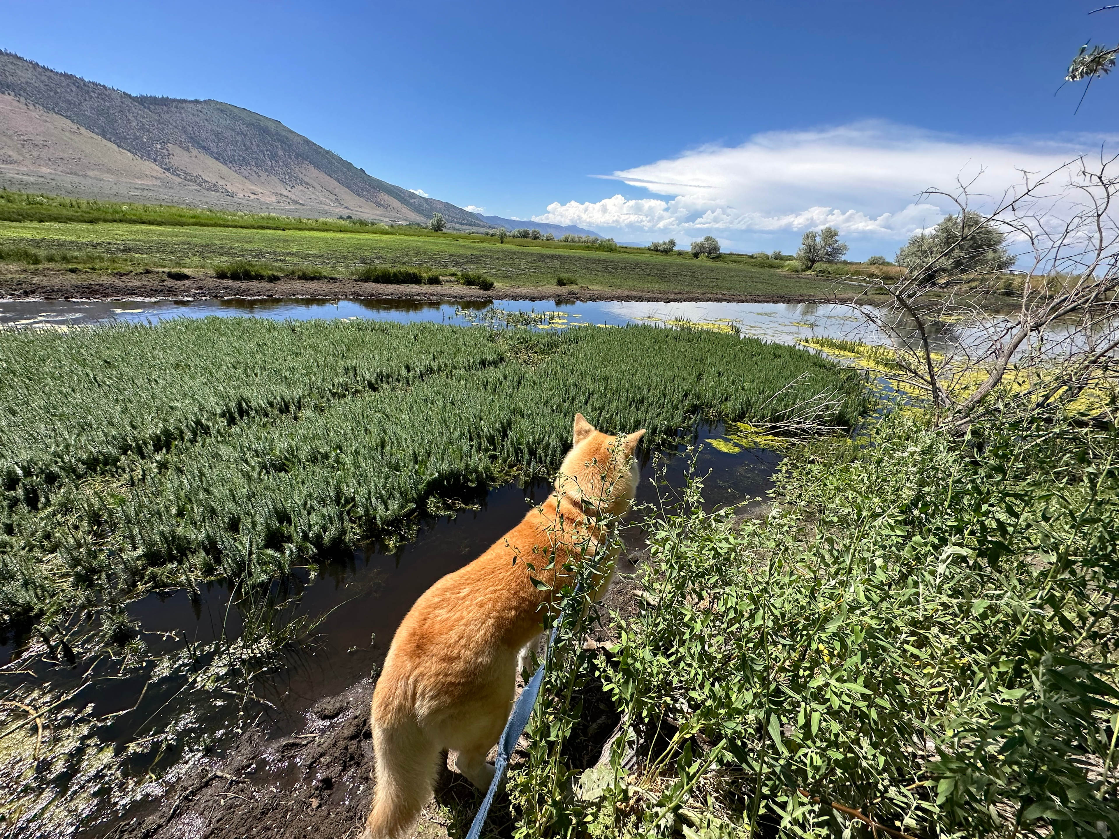 Missy’s Mountain Meadows