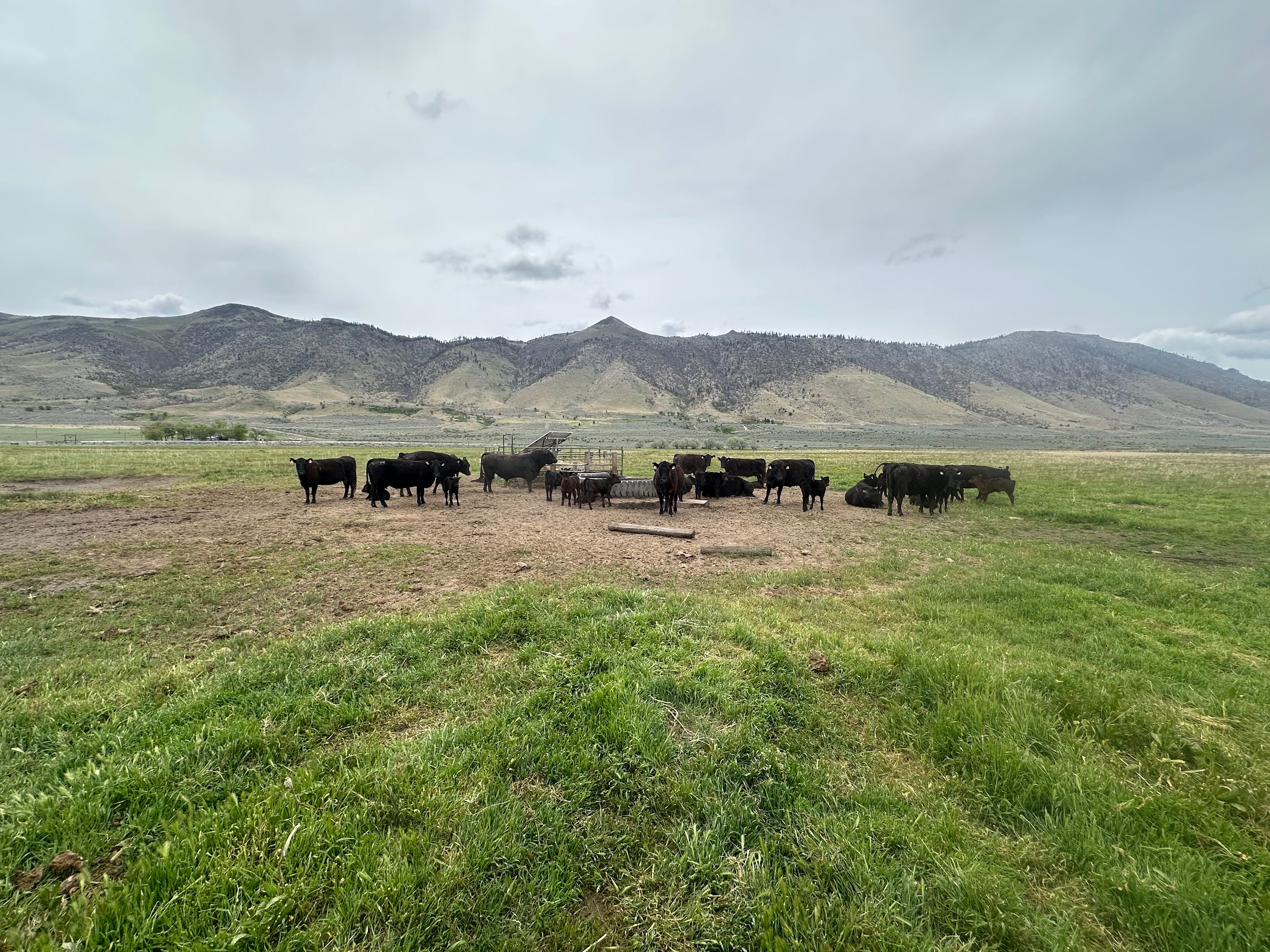 Missy’s Mountain Meadows