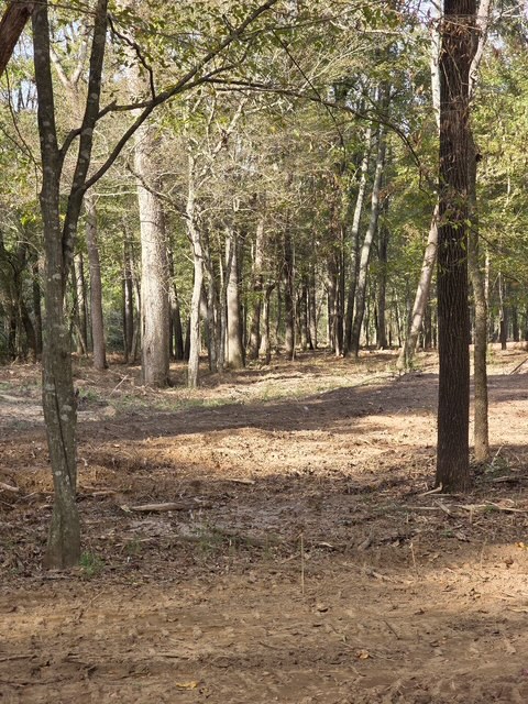 Campen by the creek in Alabama