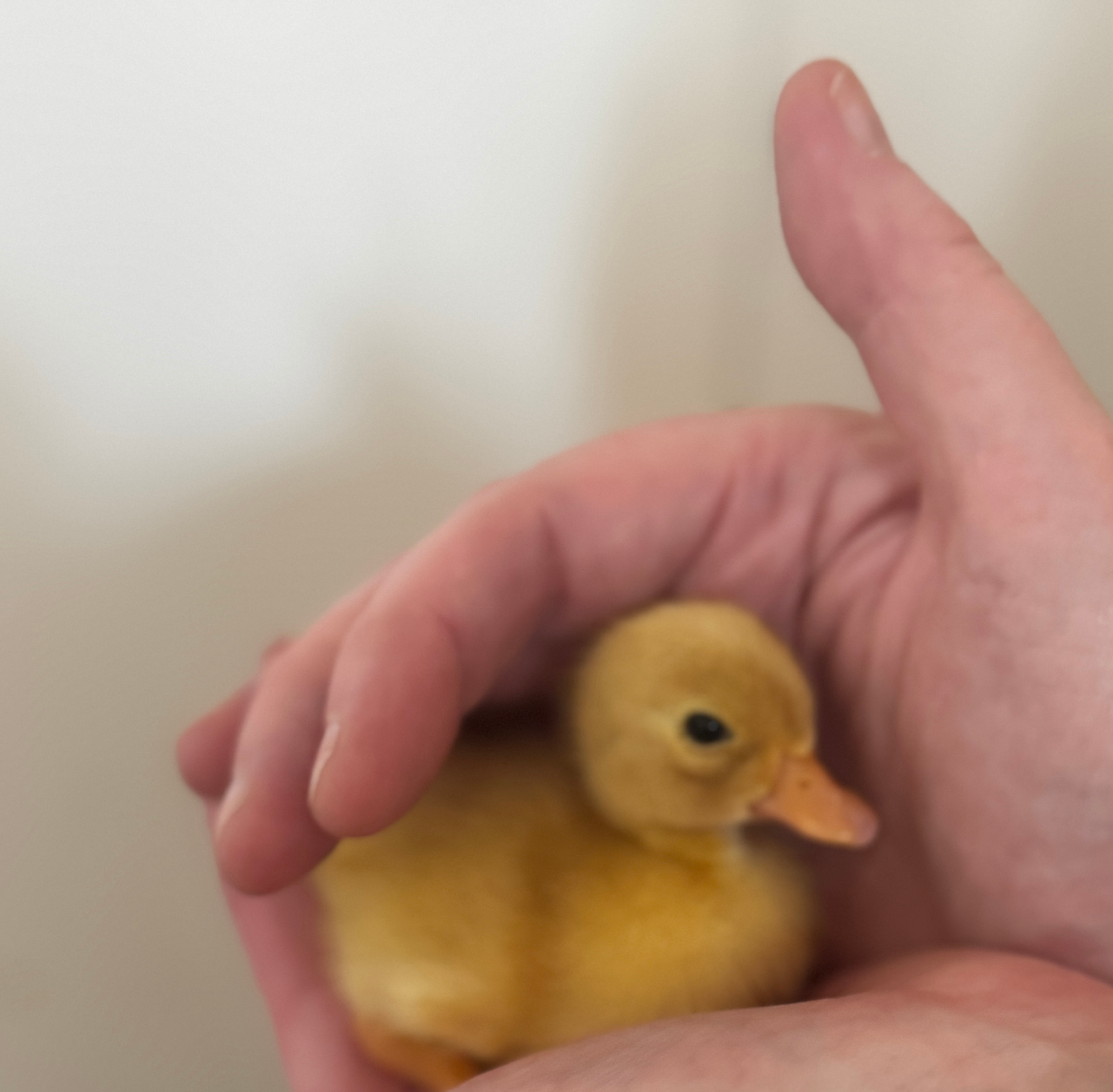 The Corner Patch -Farmstay Glamping