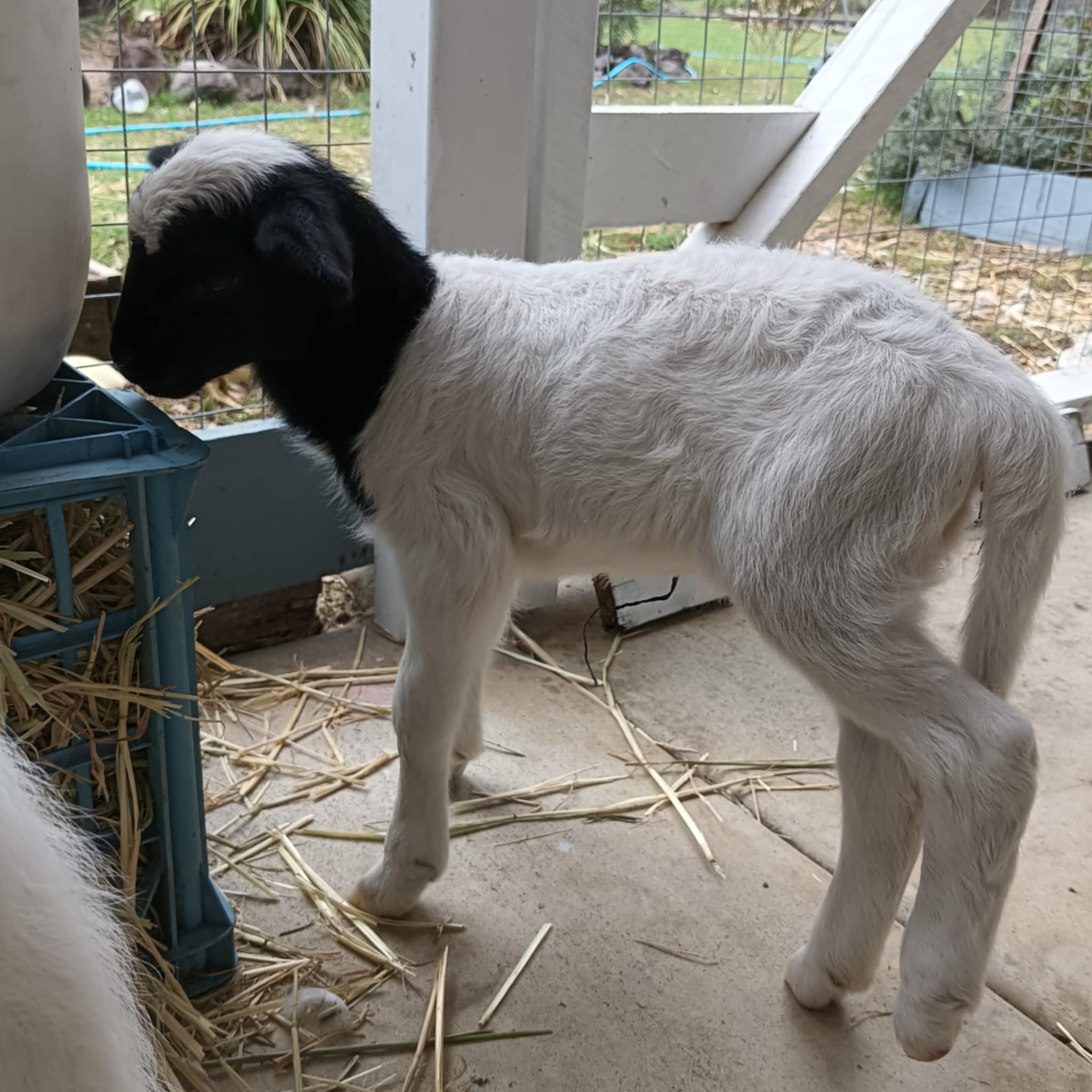 The Corner Patch -Farmstay Glamping