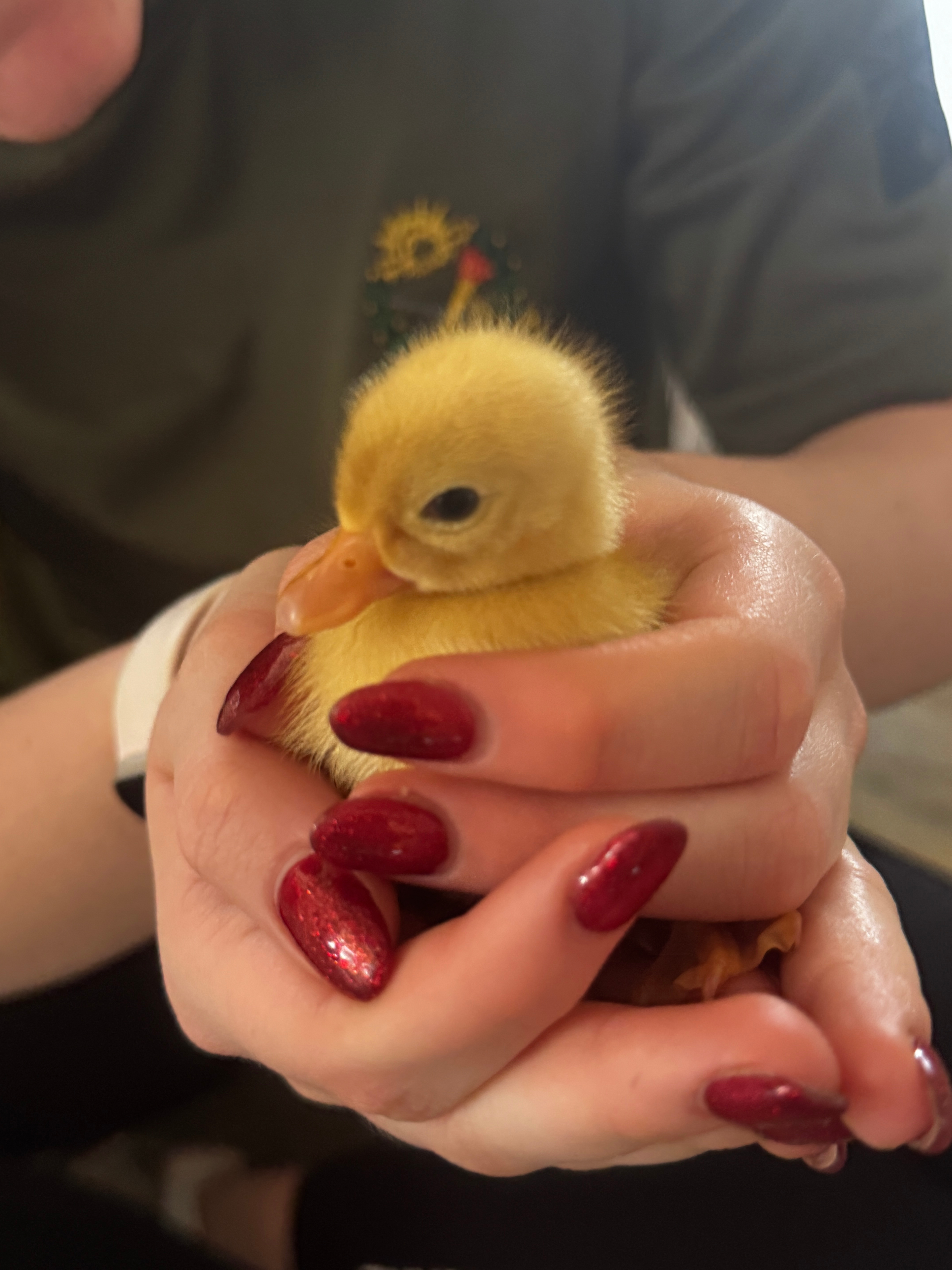 The Corner Patch -Farmstay Glamping