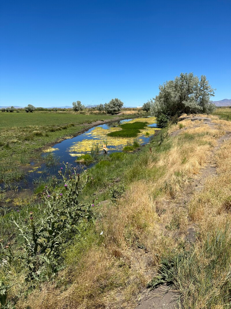 Missy’s Mountain Meadows