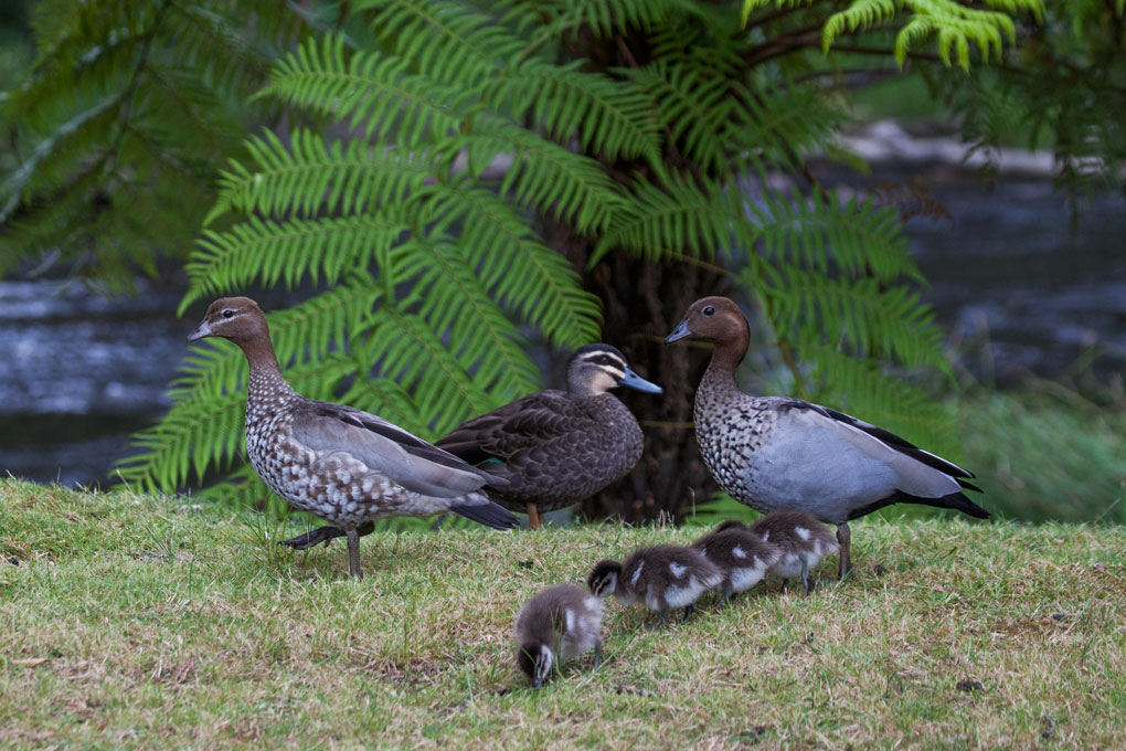 Warburton Holiday Park