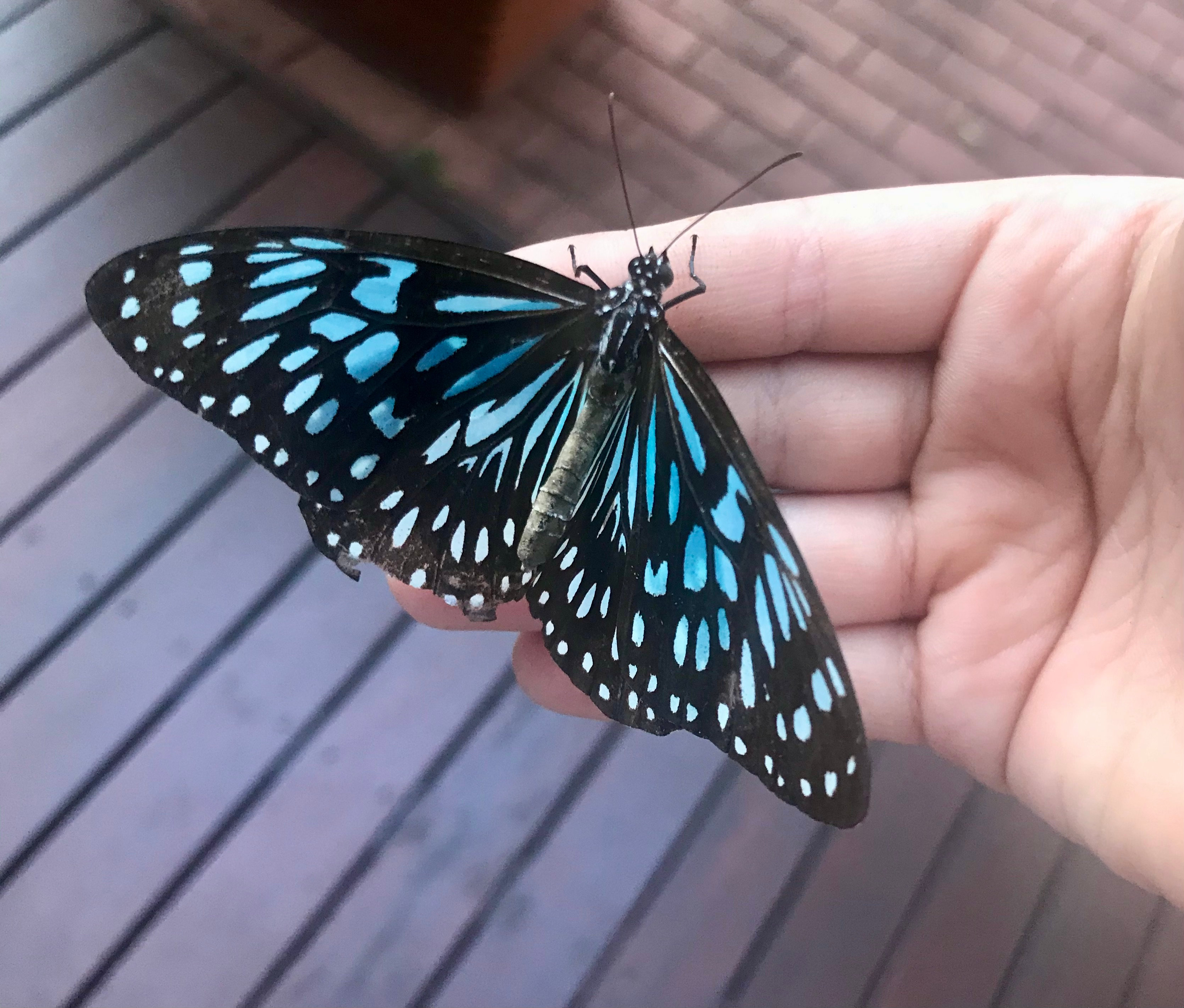 Blue Tiger butterfly
