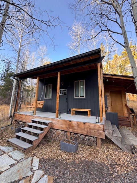 Aspen Forest in Evergreen Colorado