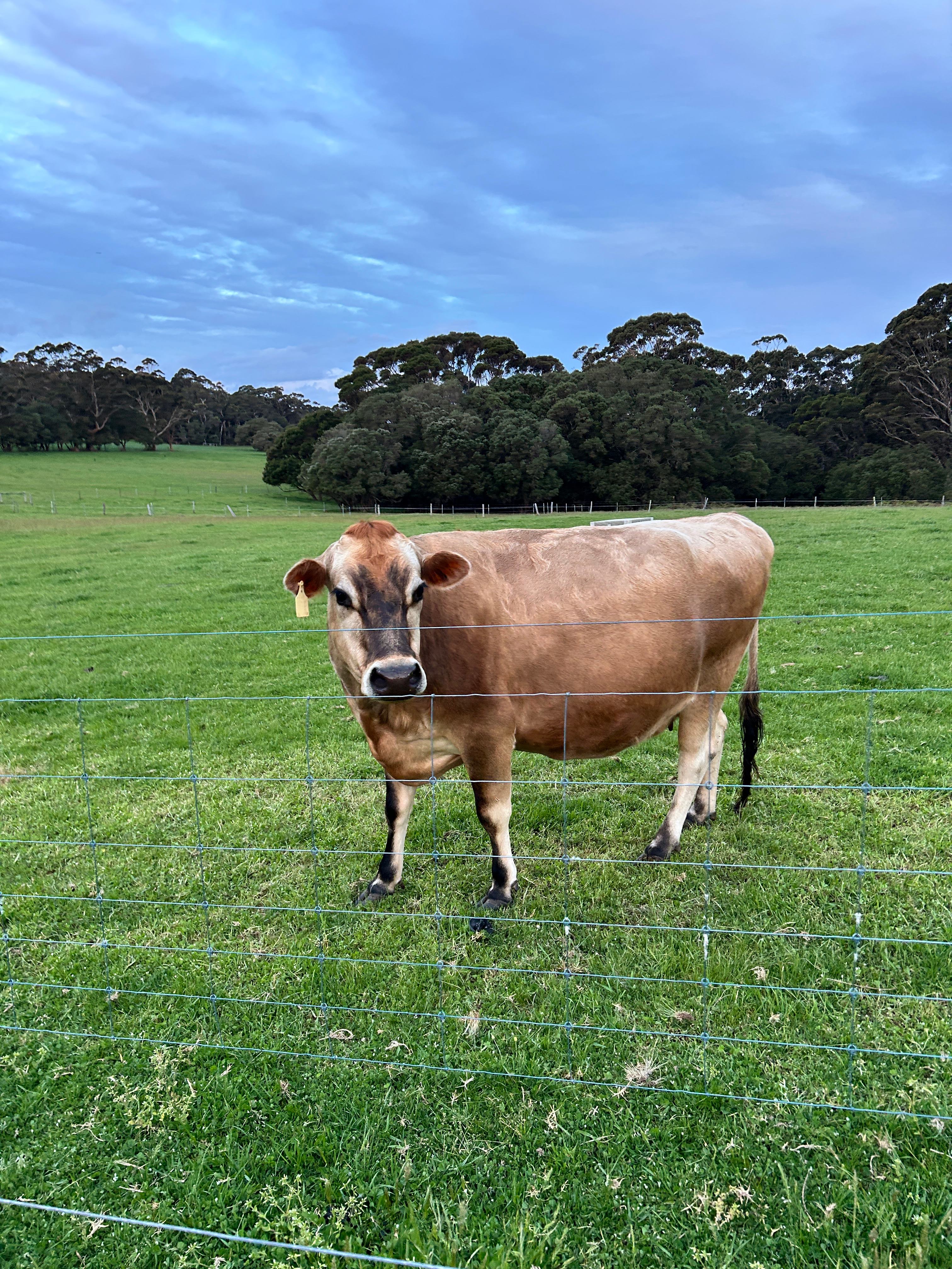 Monkey Rock Cider & Brewing Co