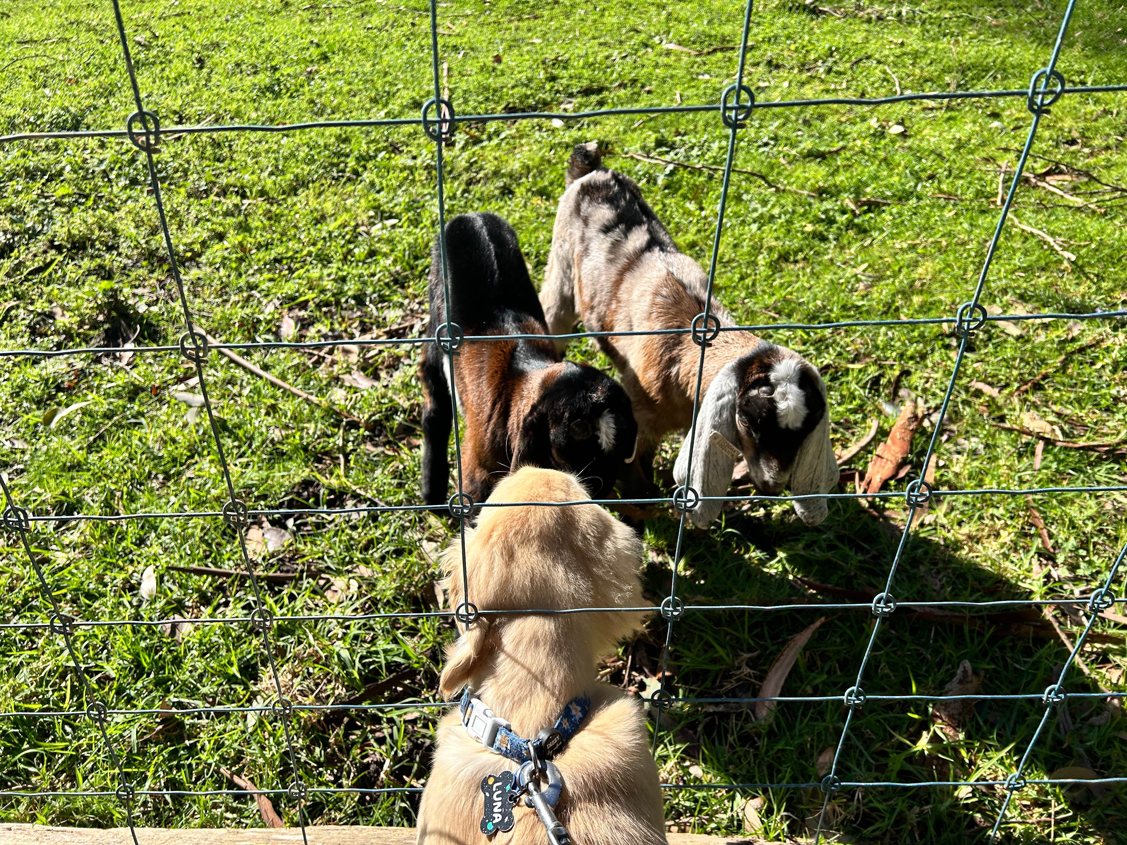 Monkey Rock Cider & Brewing Co