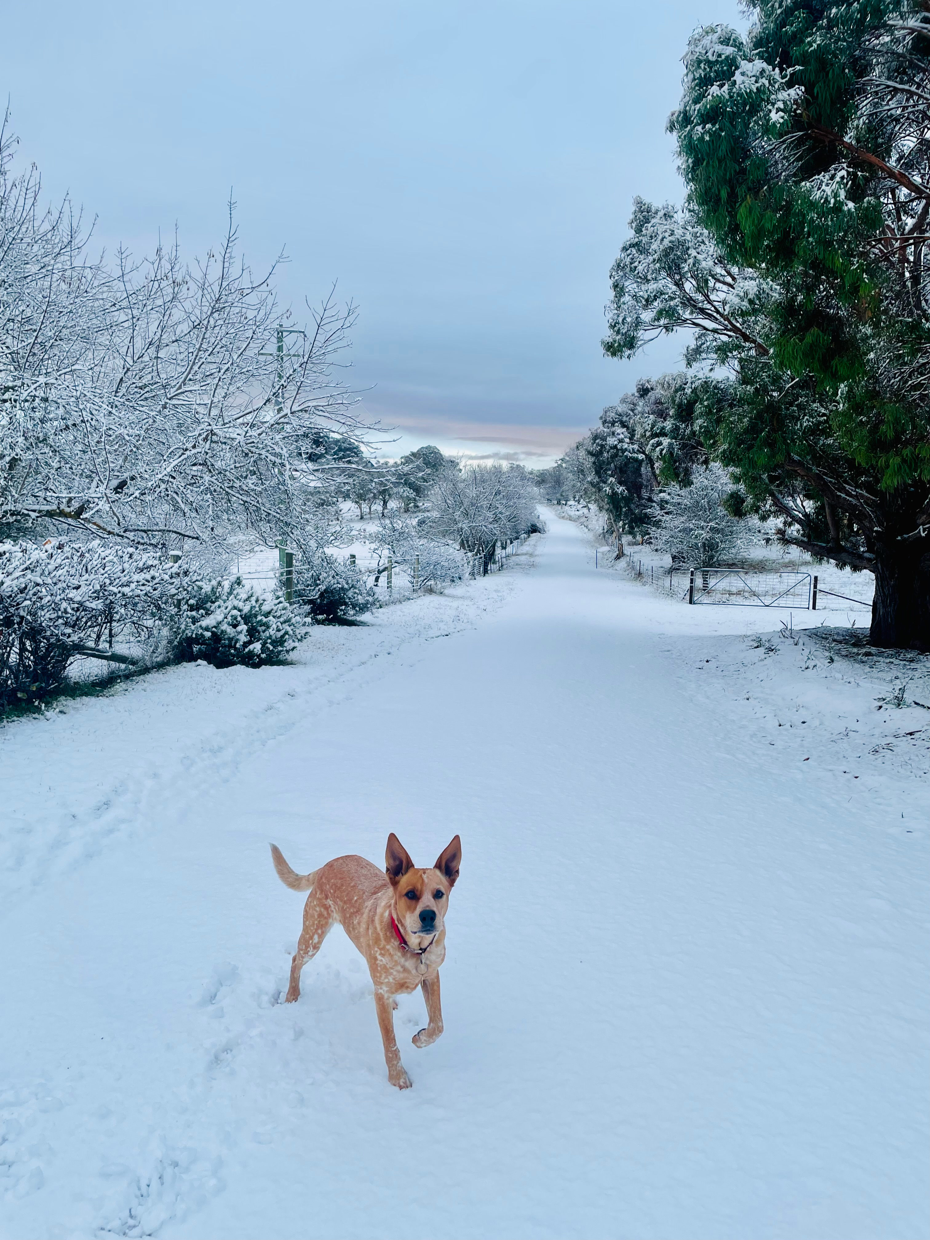 Fairleys- Snowy Stays