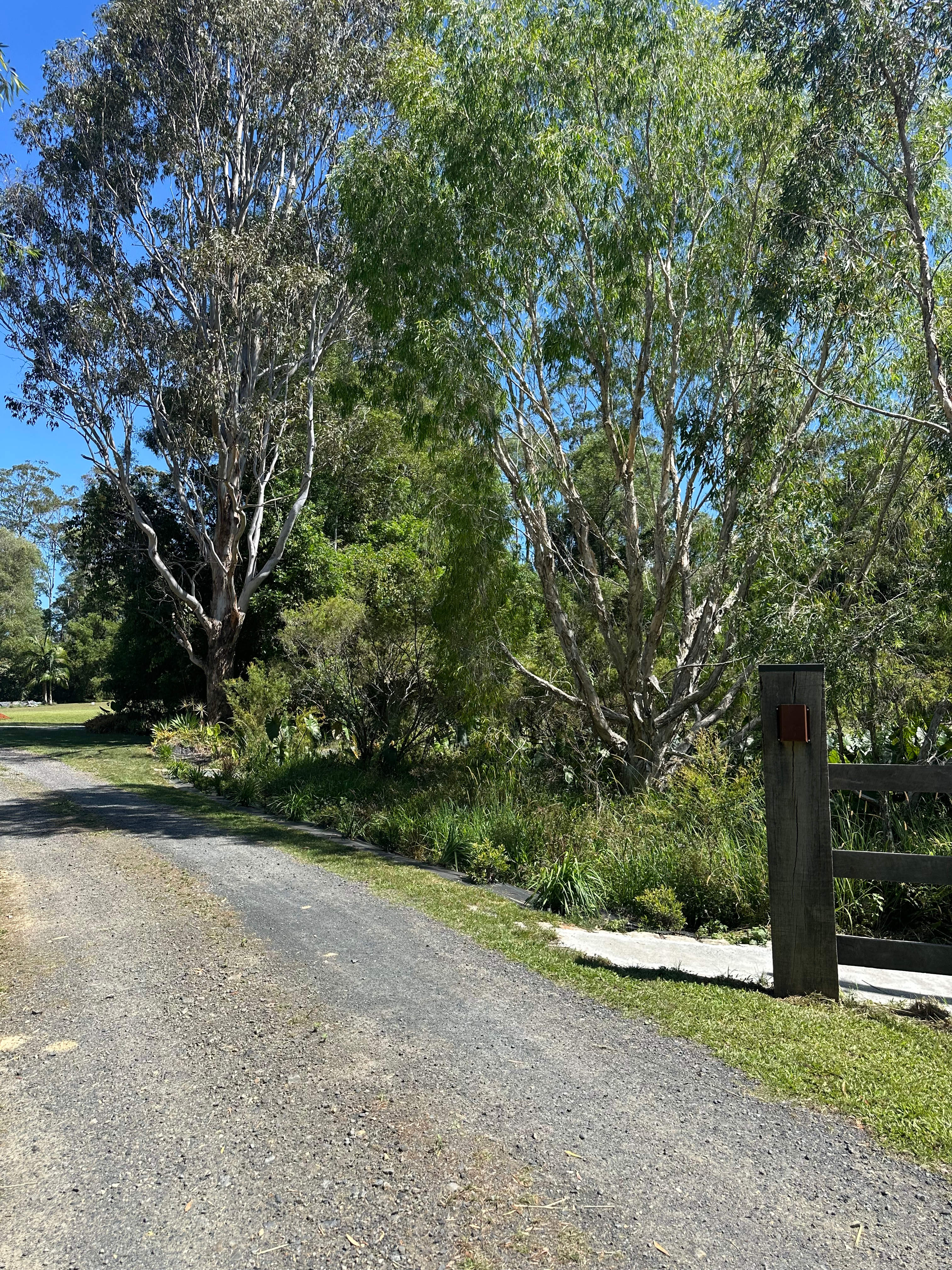 Tree Fern Dam
