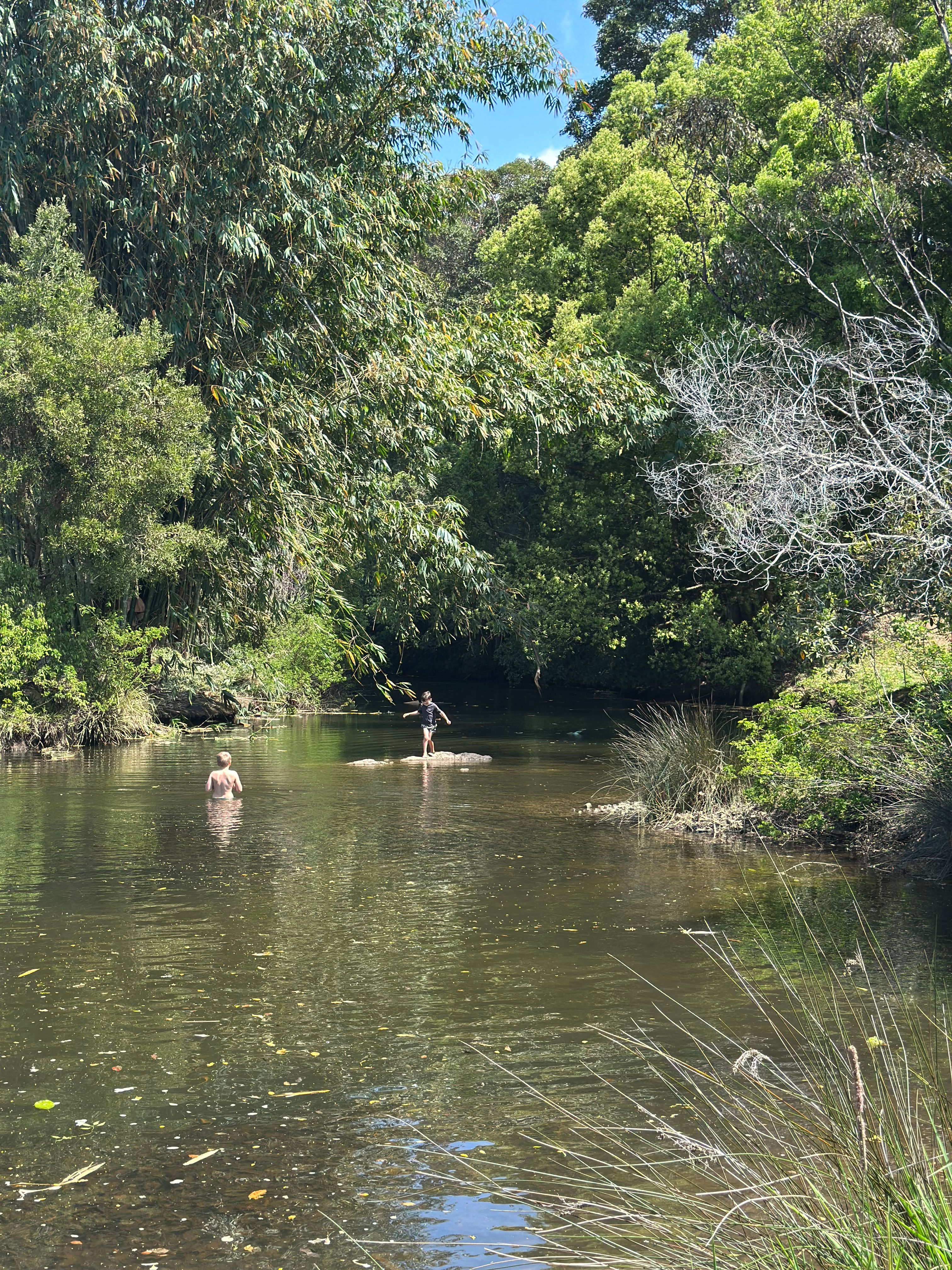 Tree Fern Dam