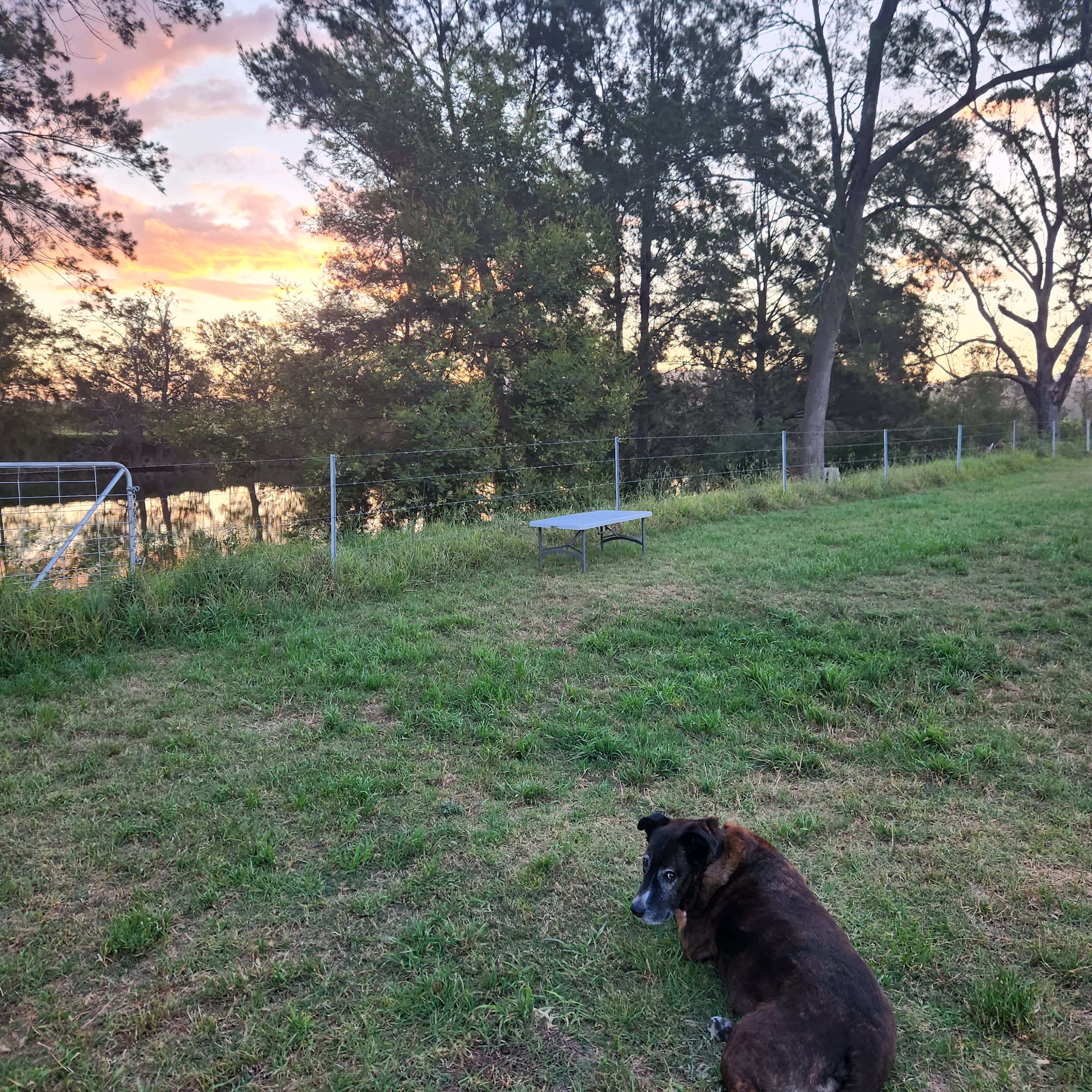 Doggo chilling after a dip in the water