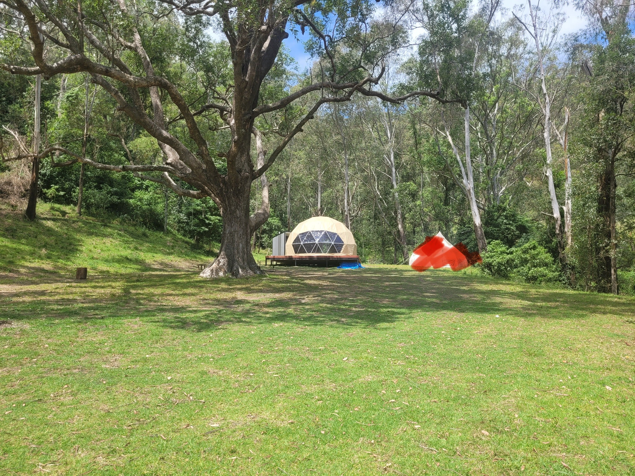 Glamping Around An Ancient Tree