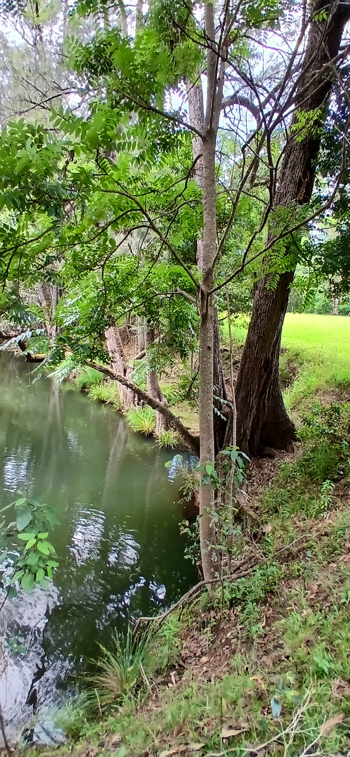 Creek Days at Roseberry