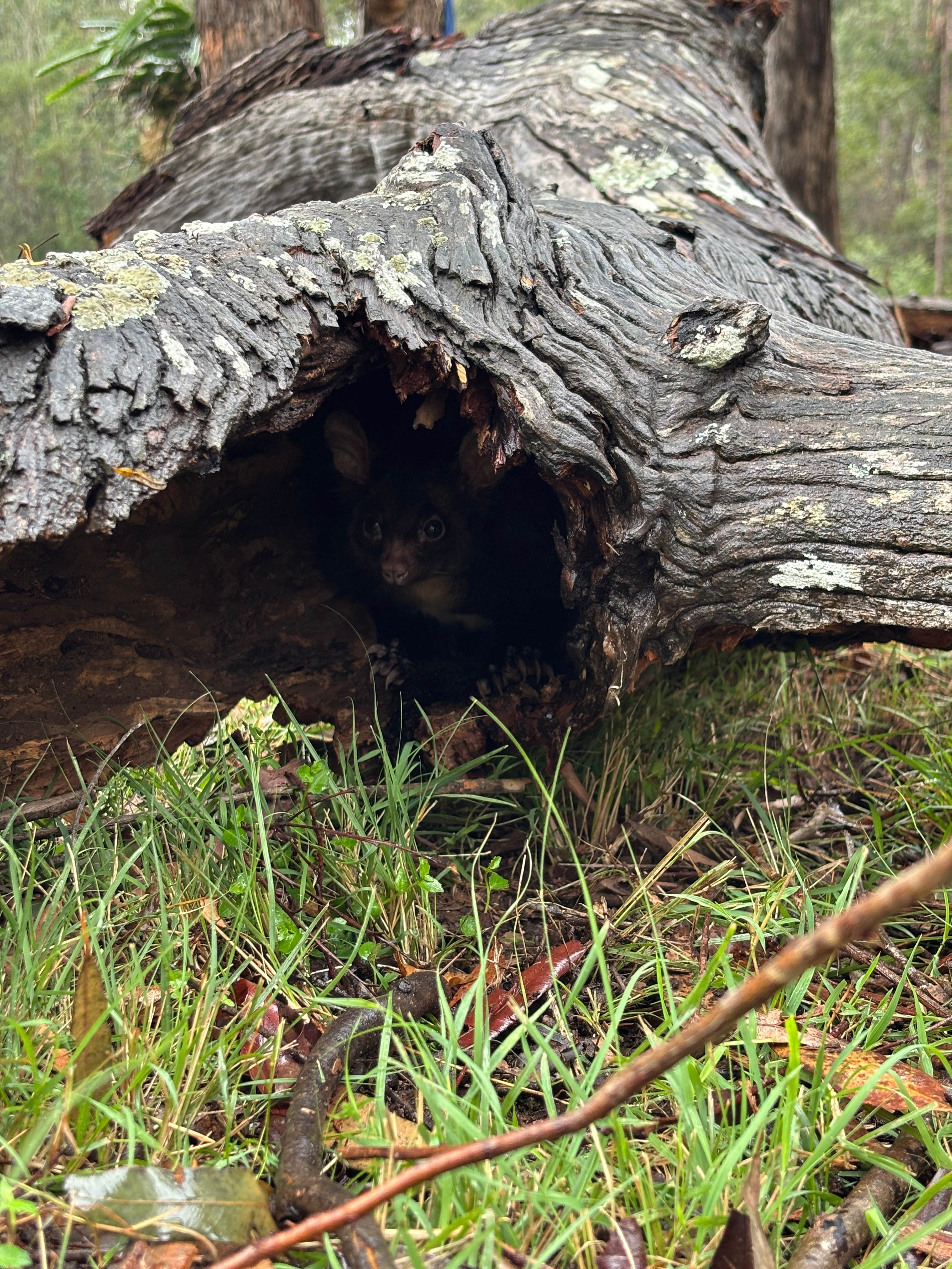 Blackbutt Permaculture Farm Camp