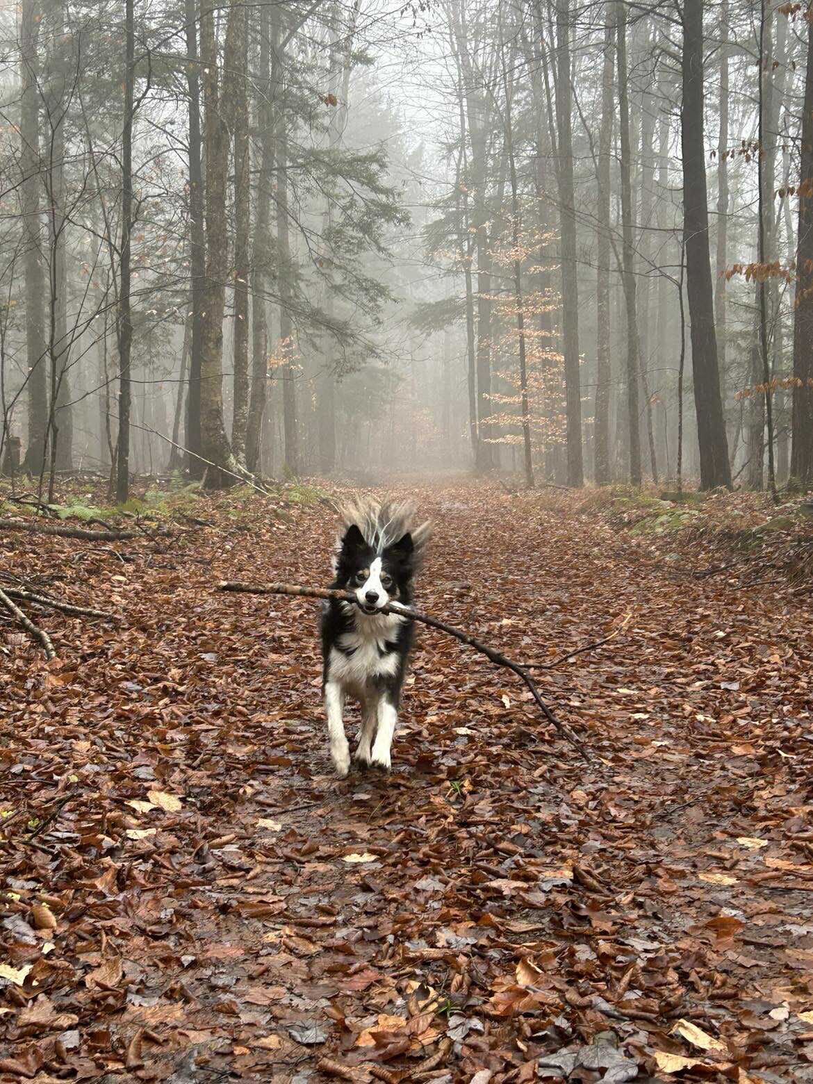 Capsule De Bonheur/ Piece of Heaven