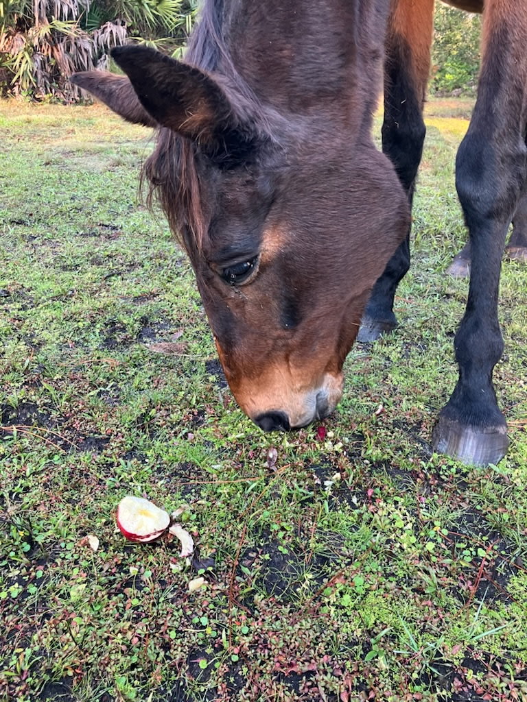 Hipcamp At The Solar Dome