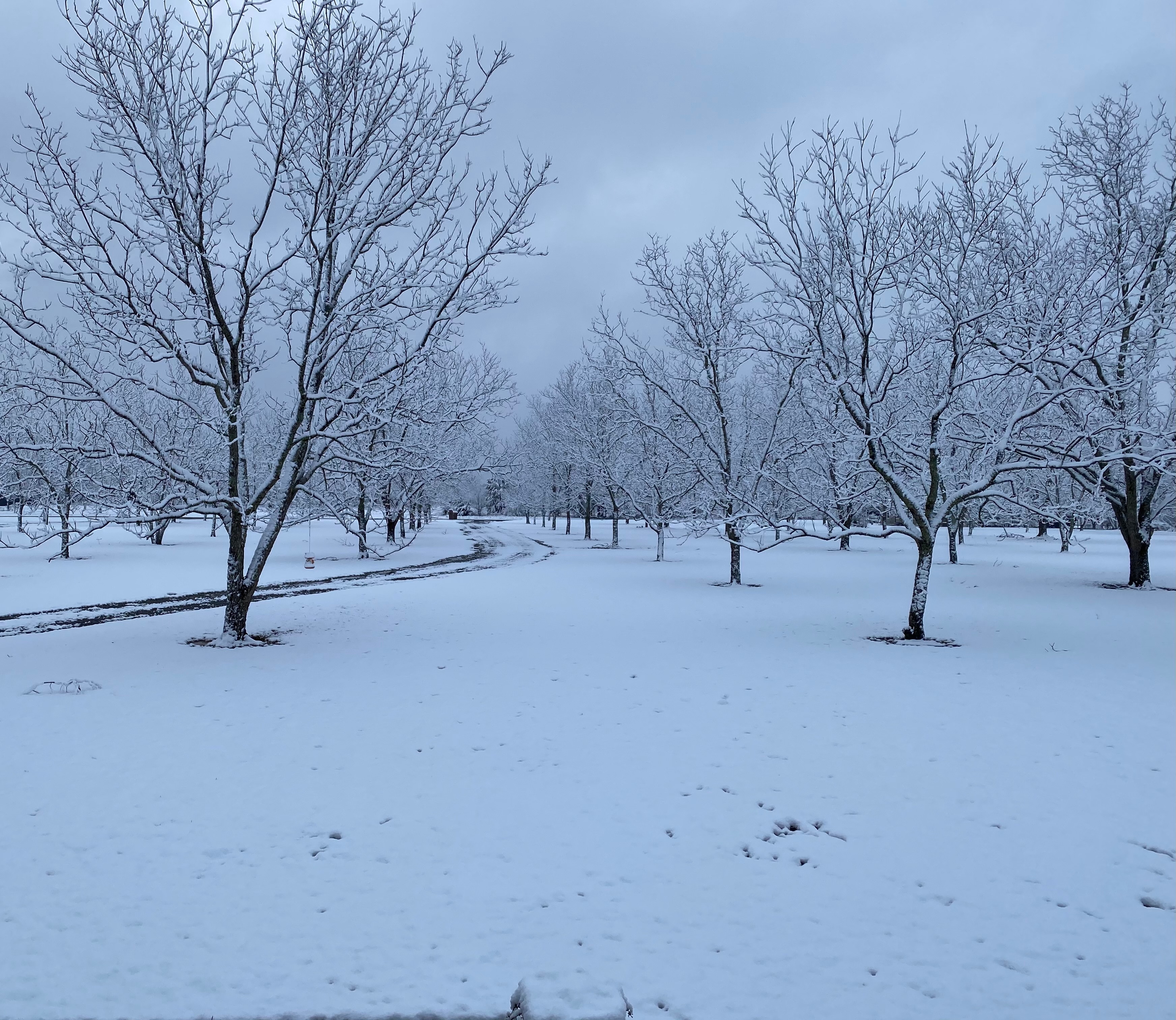 Fairbanks Pecan Grove 🔭