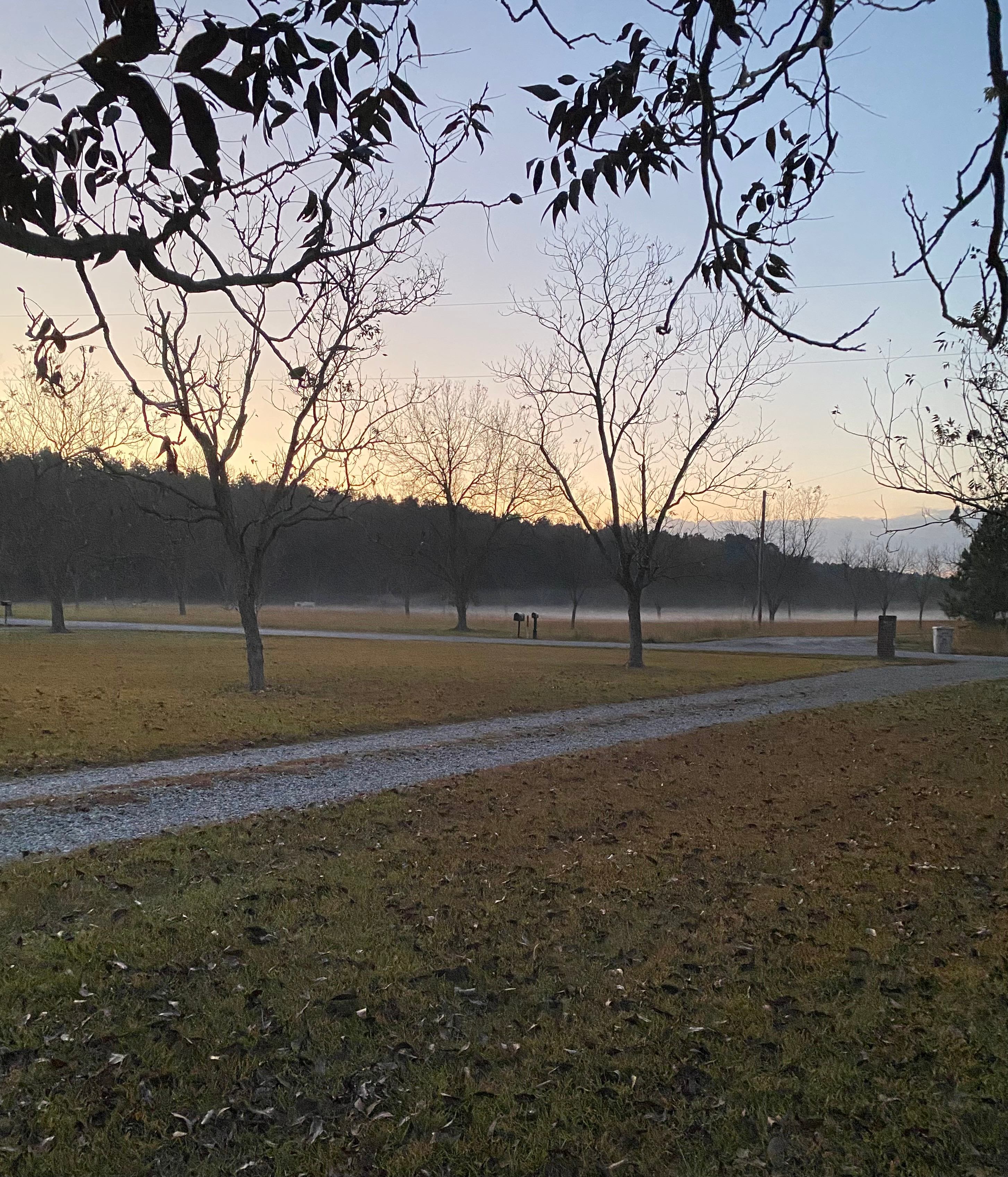 Fairbanks Pecan Grove 🔭