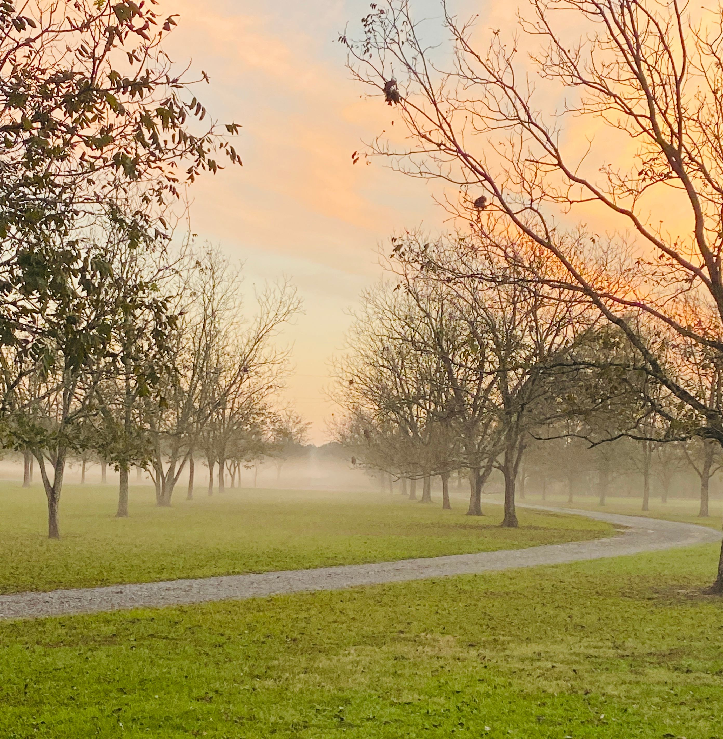 Fairbanks Pecan Grove 🔭