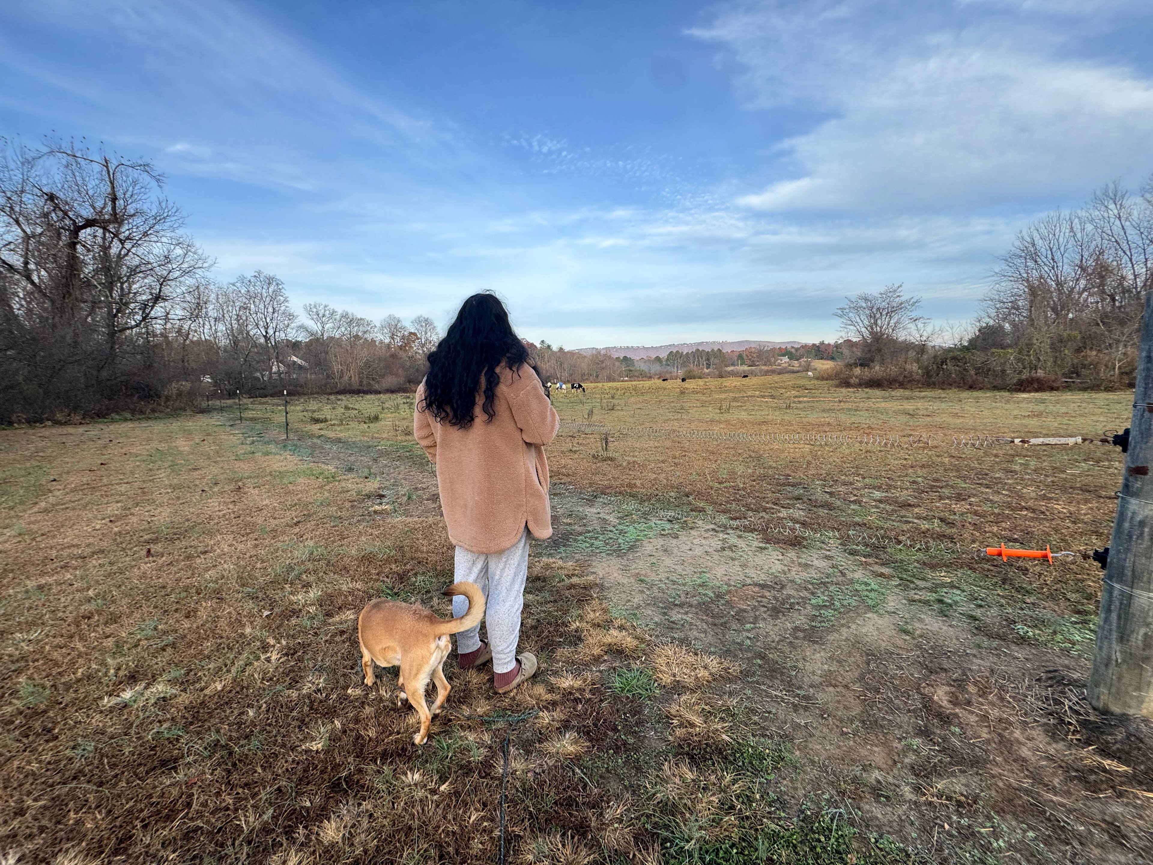 Horses, cows & a donkey on the land. 
