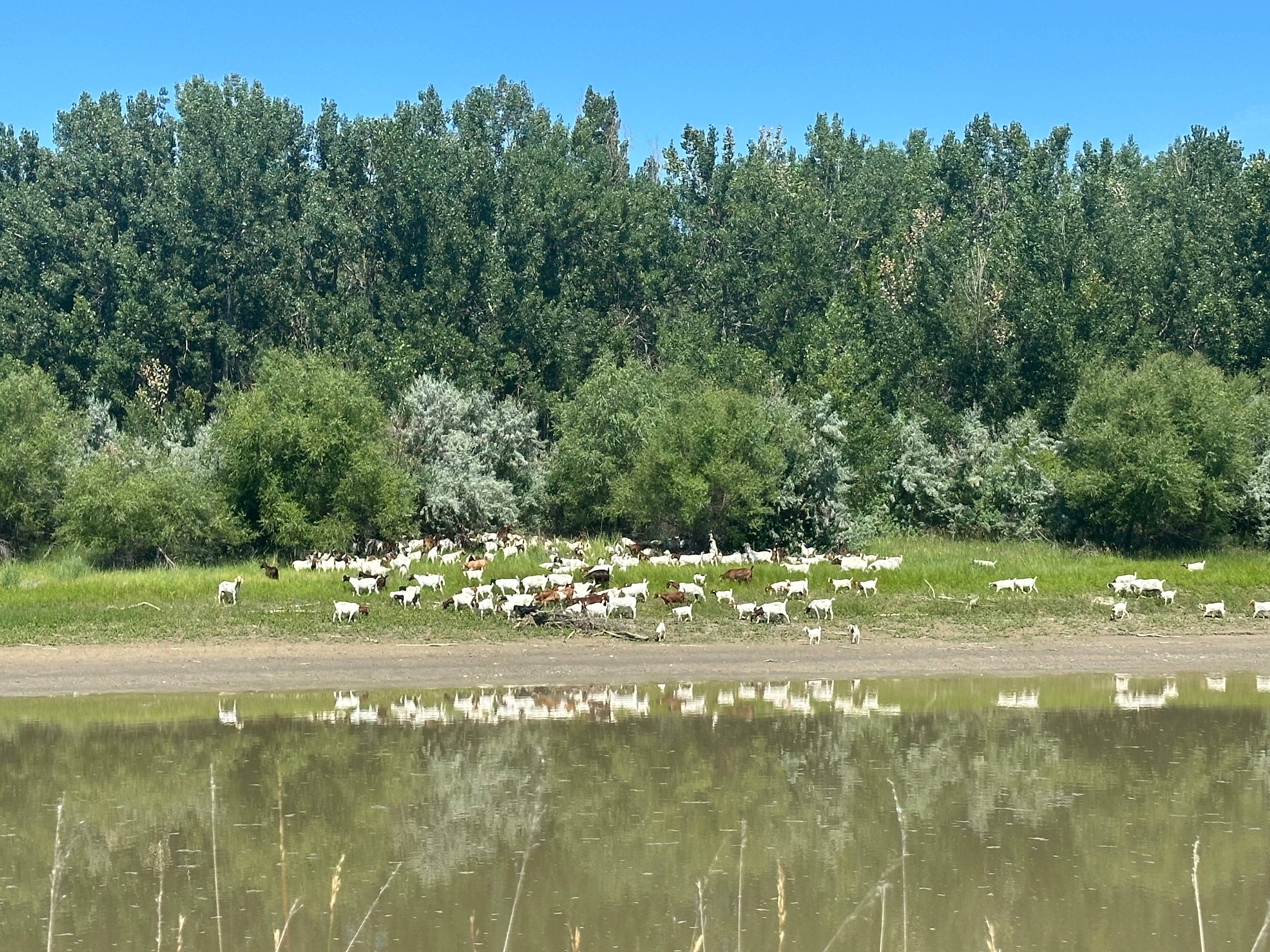 Yellowstone River Ranch