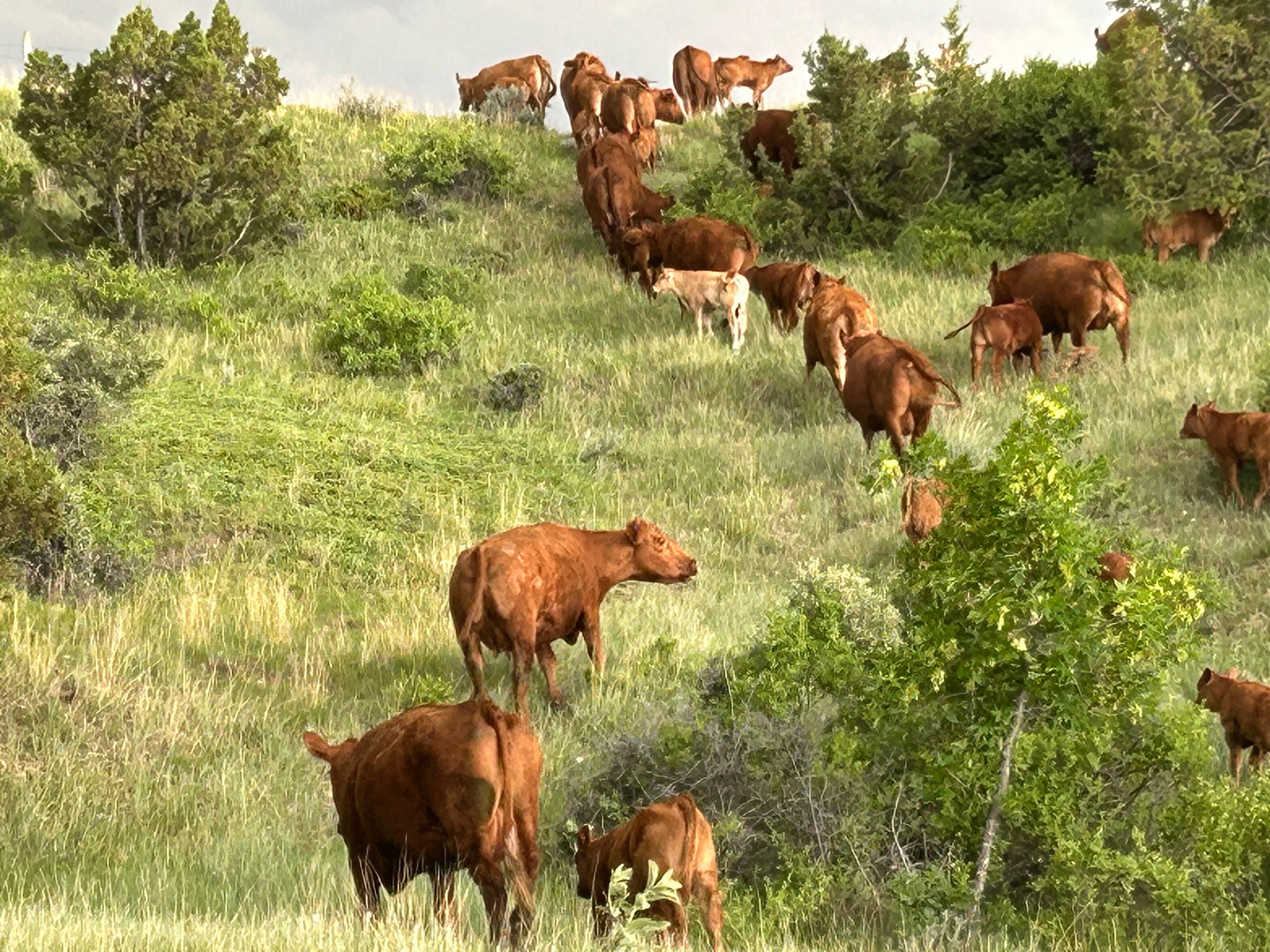 Yellowstone River Ranch