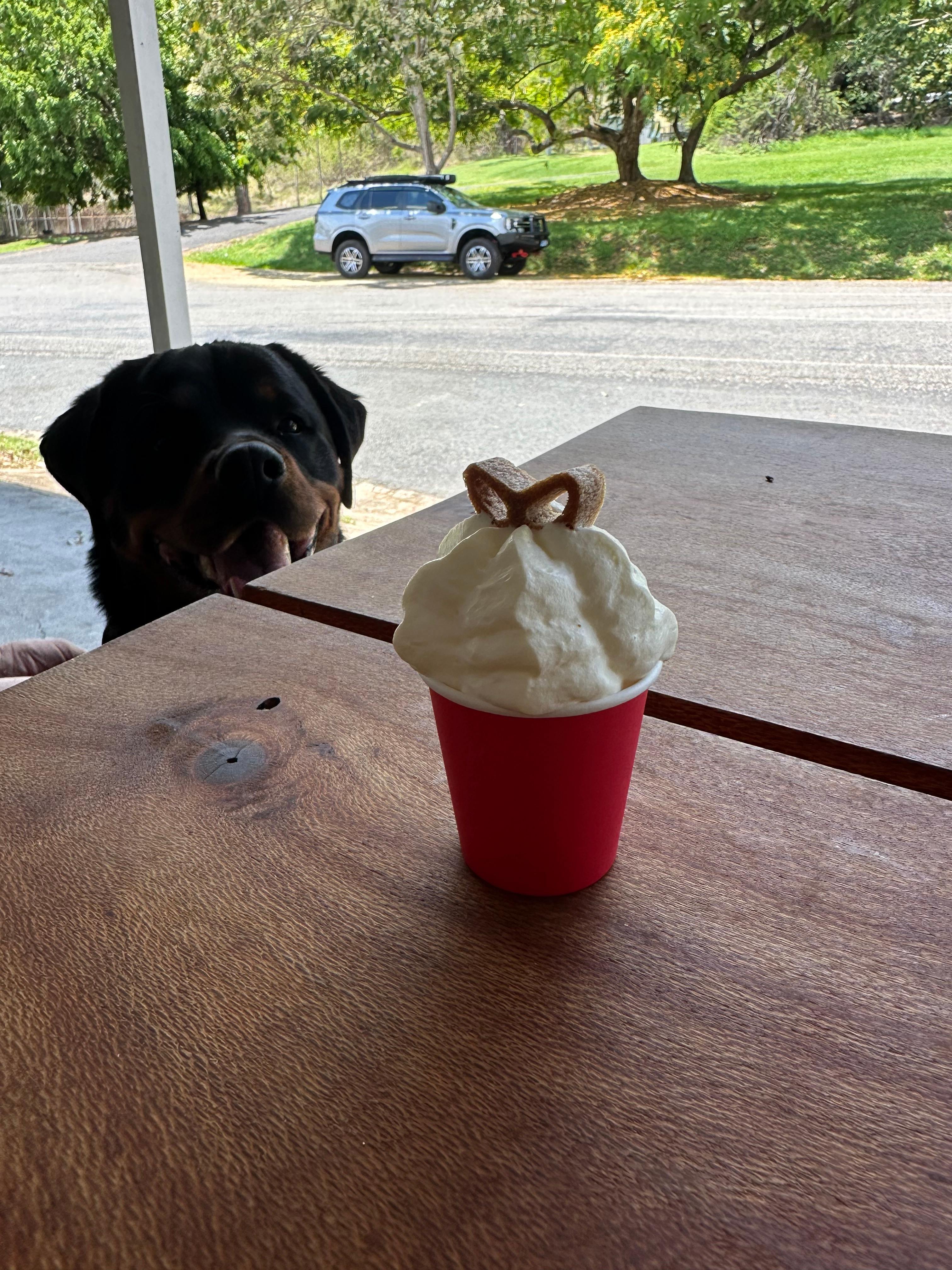 The local cafe serves puppycinos!