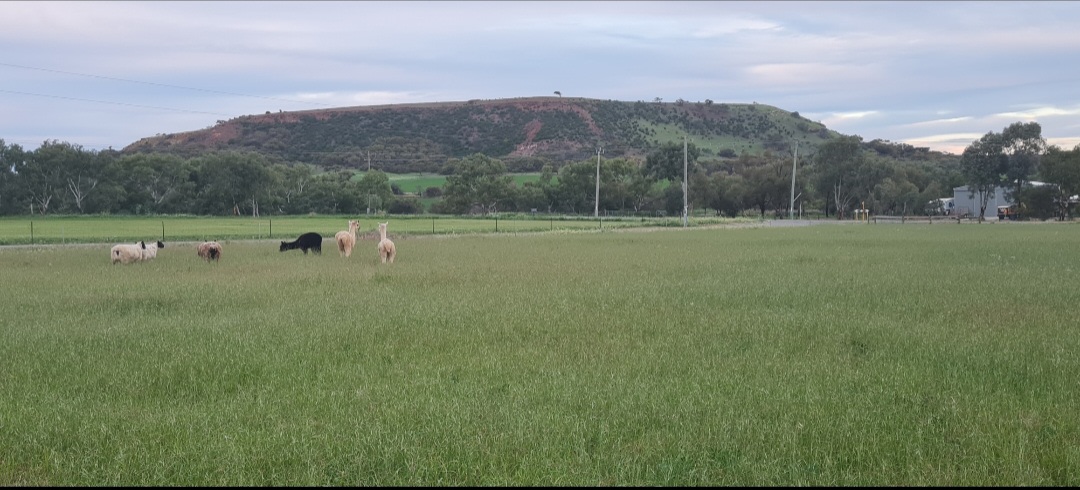 Coffee Pot Hobby Farm