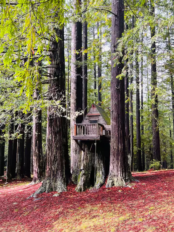 Cabin in Redwood Giants