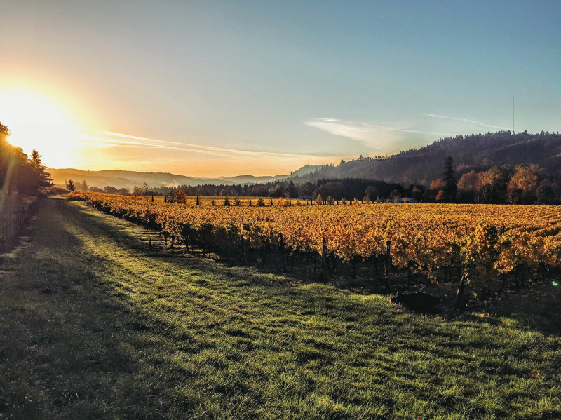 Family-Owned Oregon Vineyard