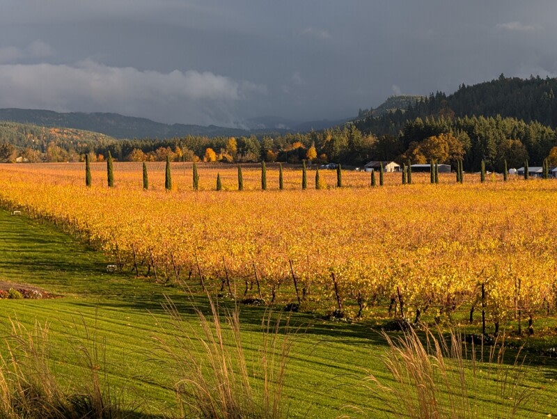 Family-Owned Oregon Vineyard