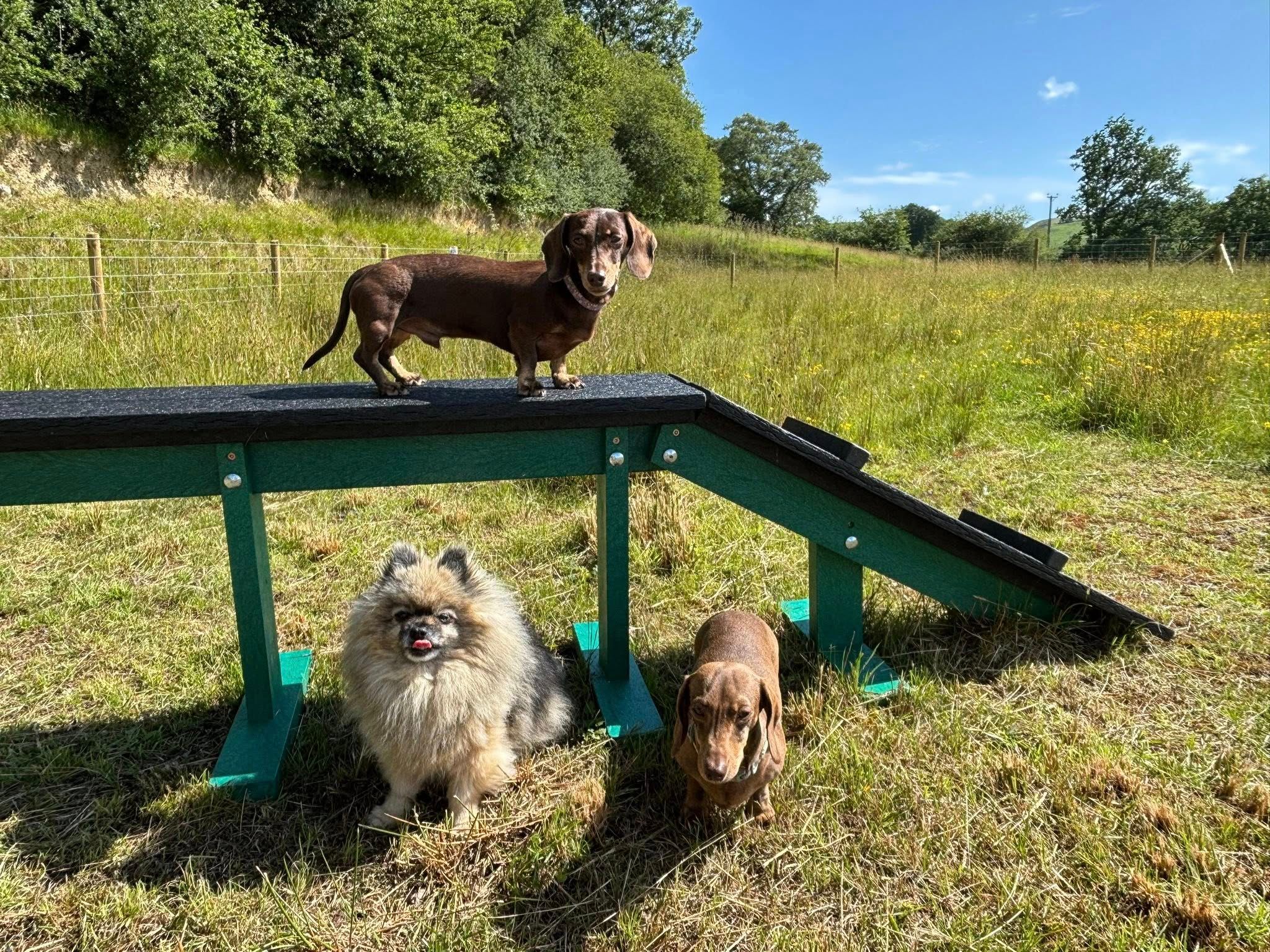 Four Paws Glamping