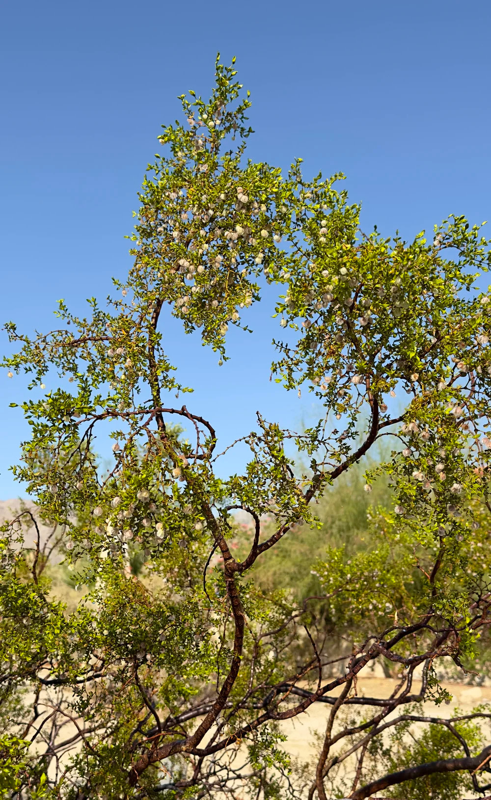 Dark Sky Silent Retreat