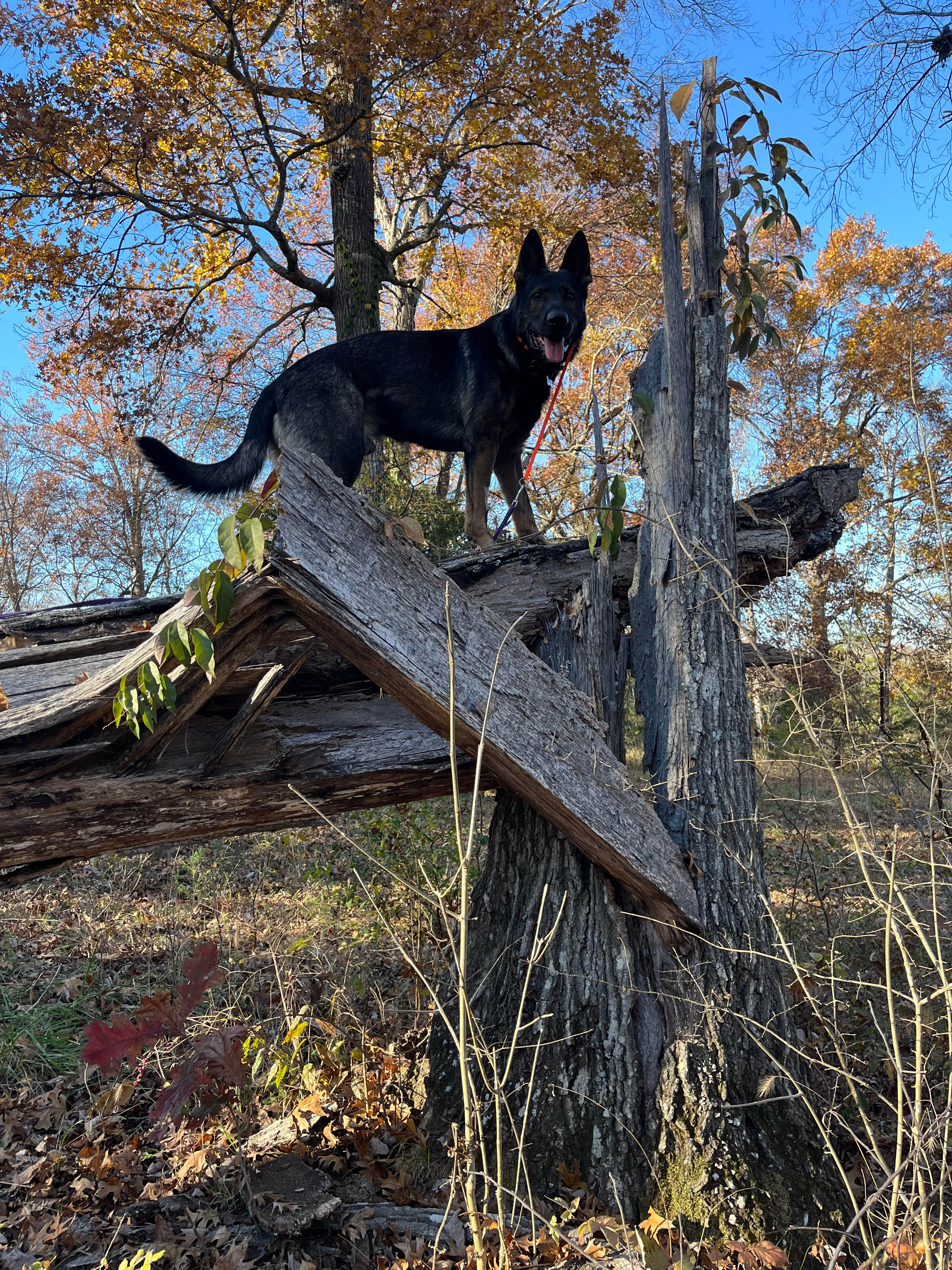 Natural Dog playground 