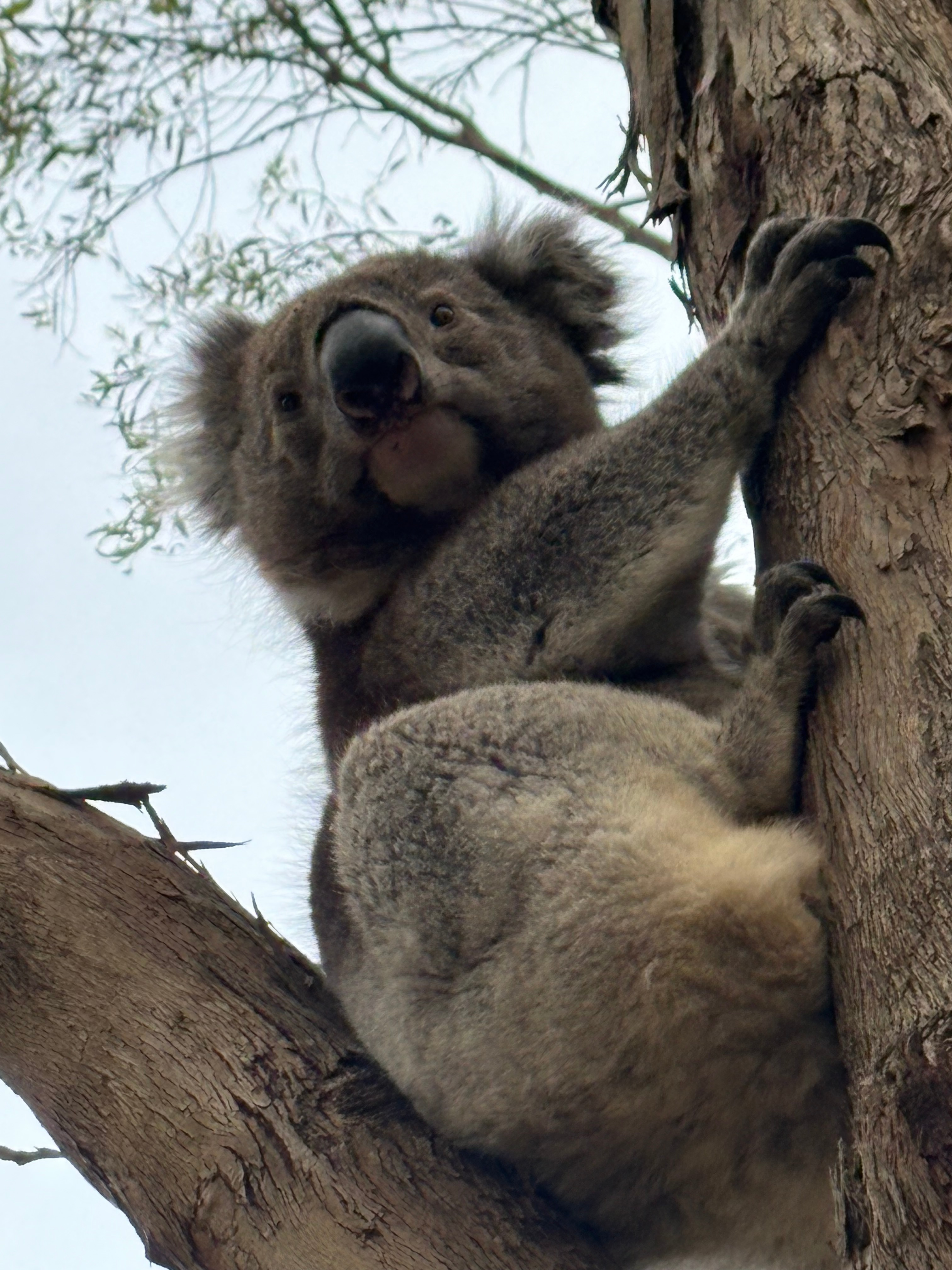 Koala Coast Retreat Farm