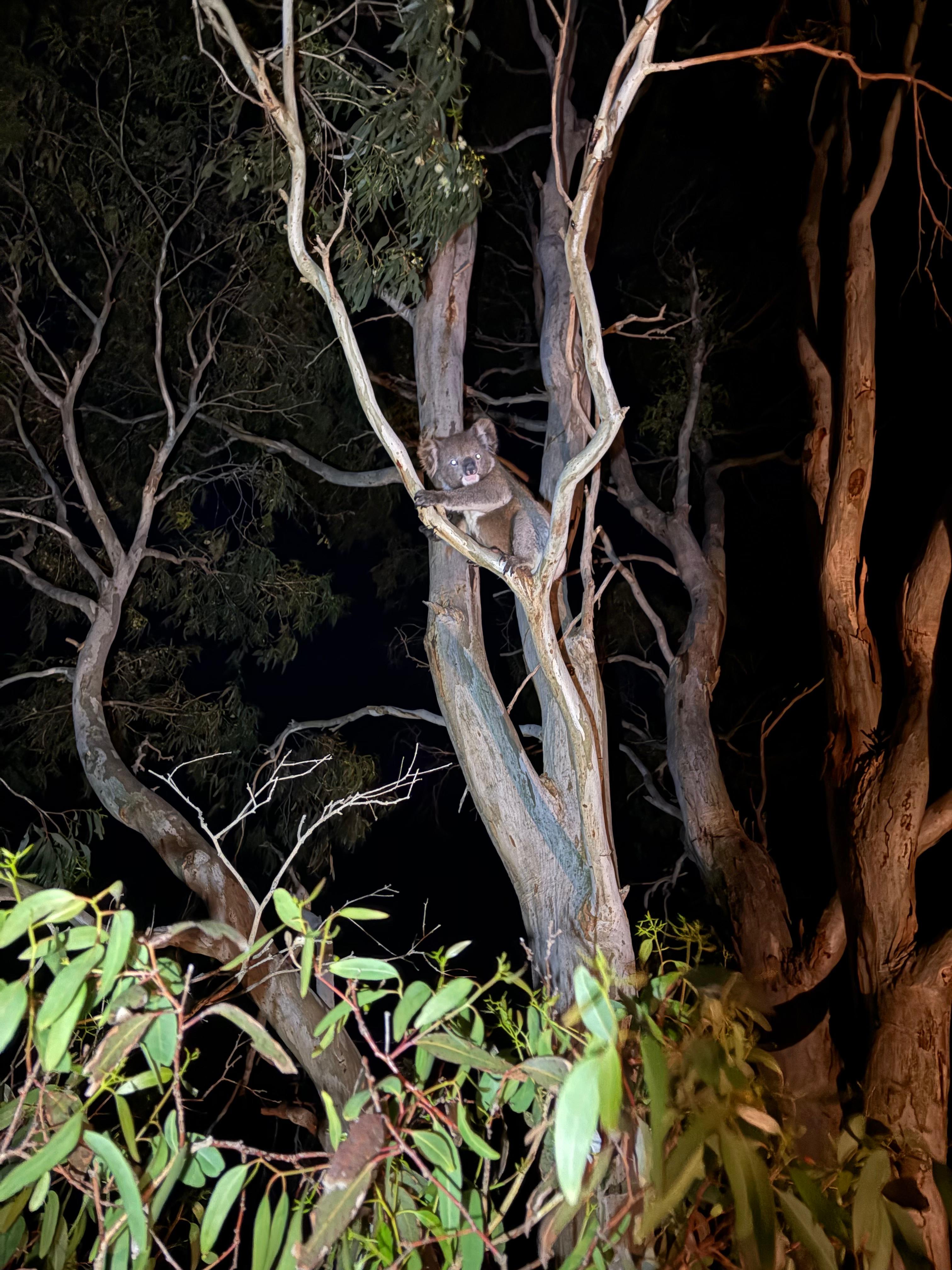 Koala Coast Retreat Farm