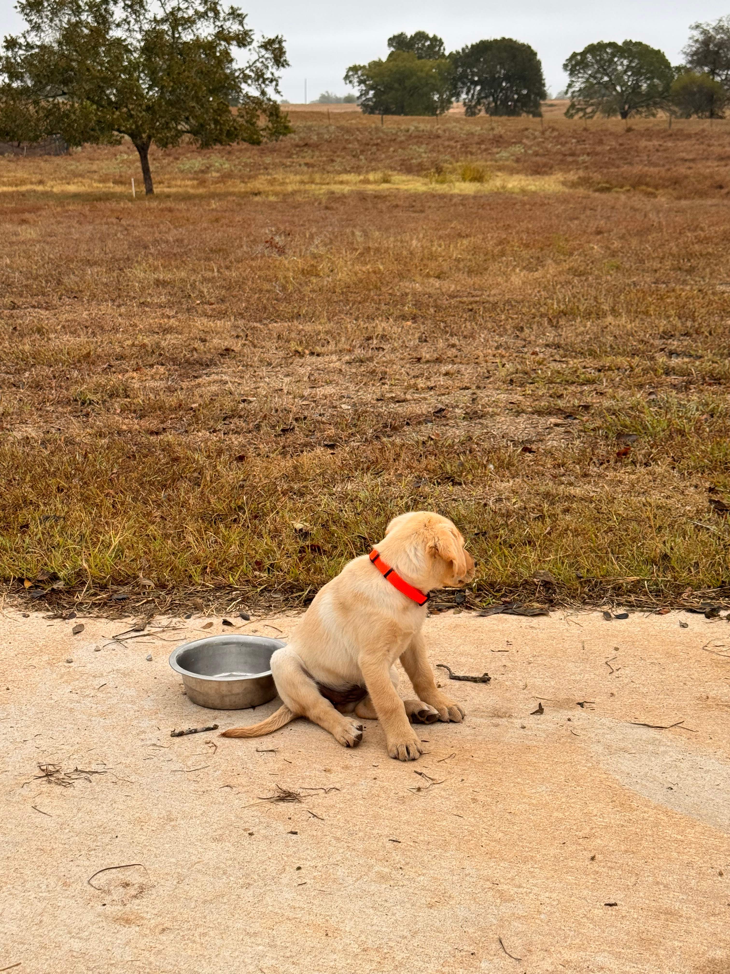 Wild and Boujee Ranch