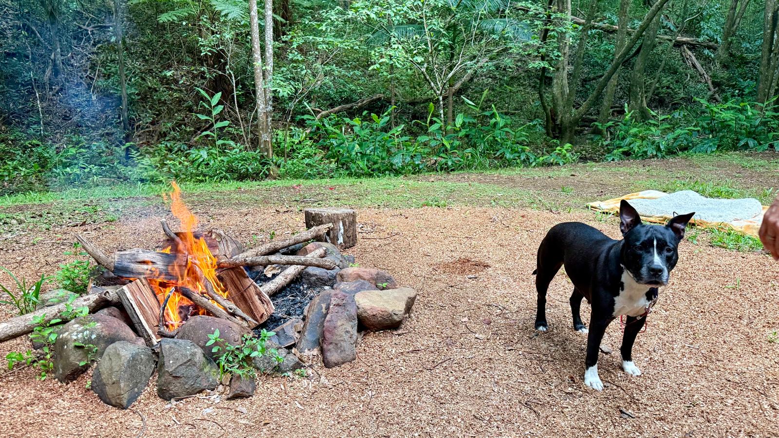 Fern gully Creek, Coorabell