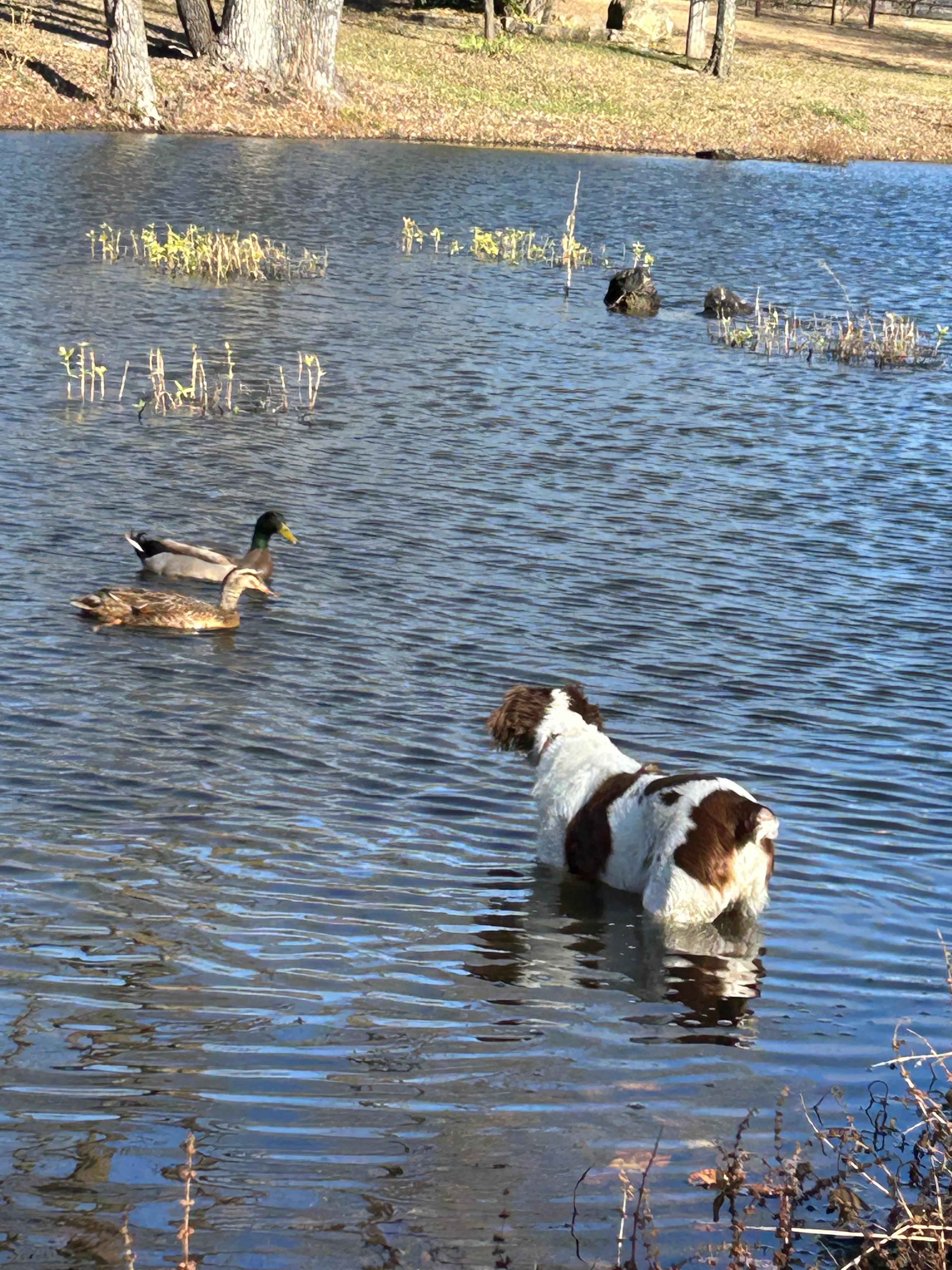 I think she wanted to boob their little beaks, but they weren’t having it.