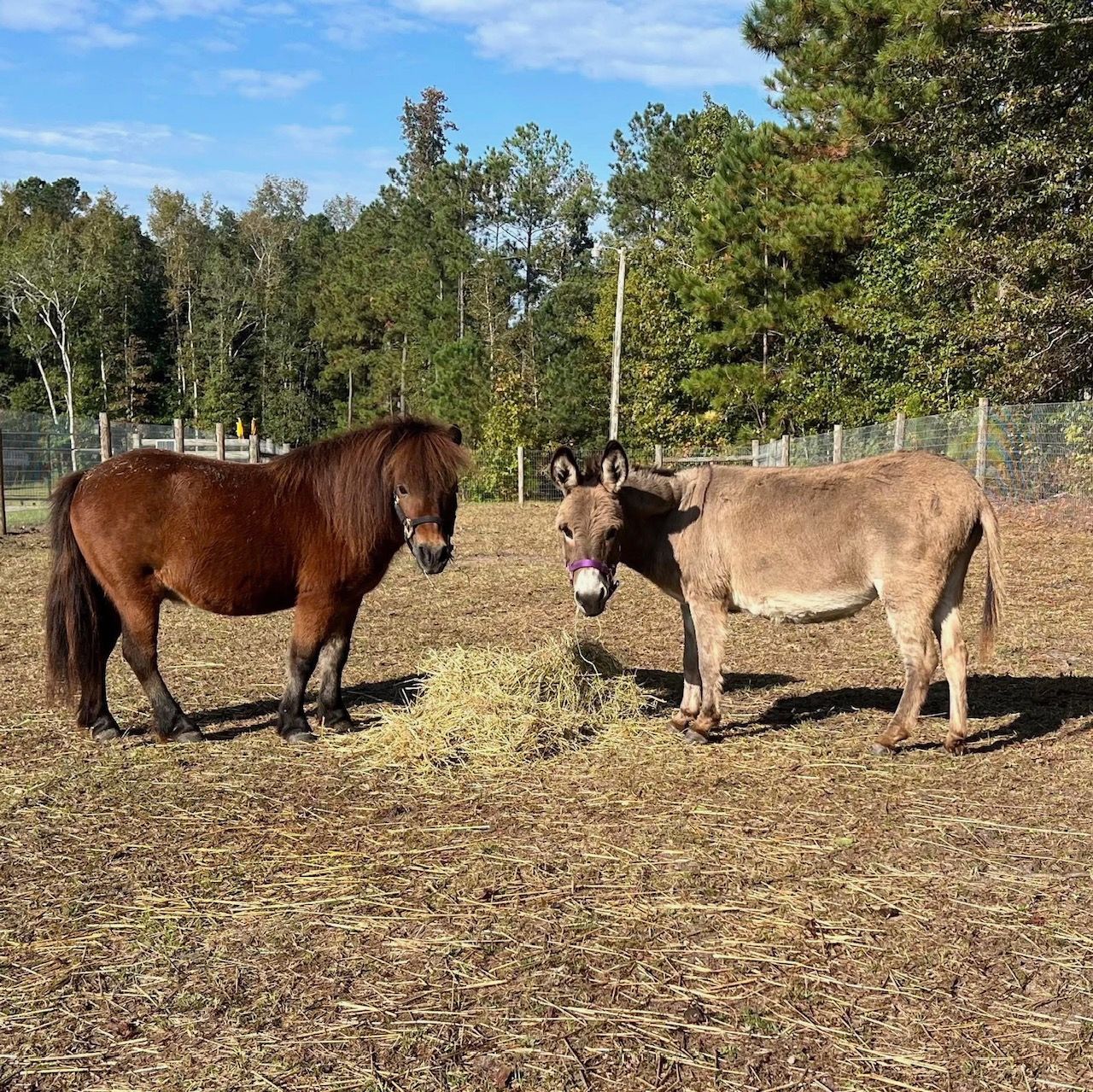 Clibberswick Stables