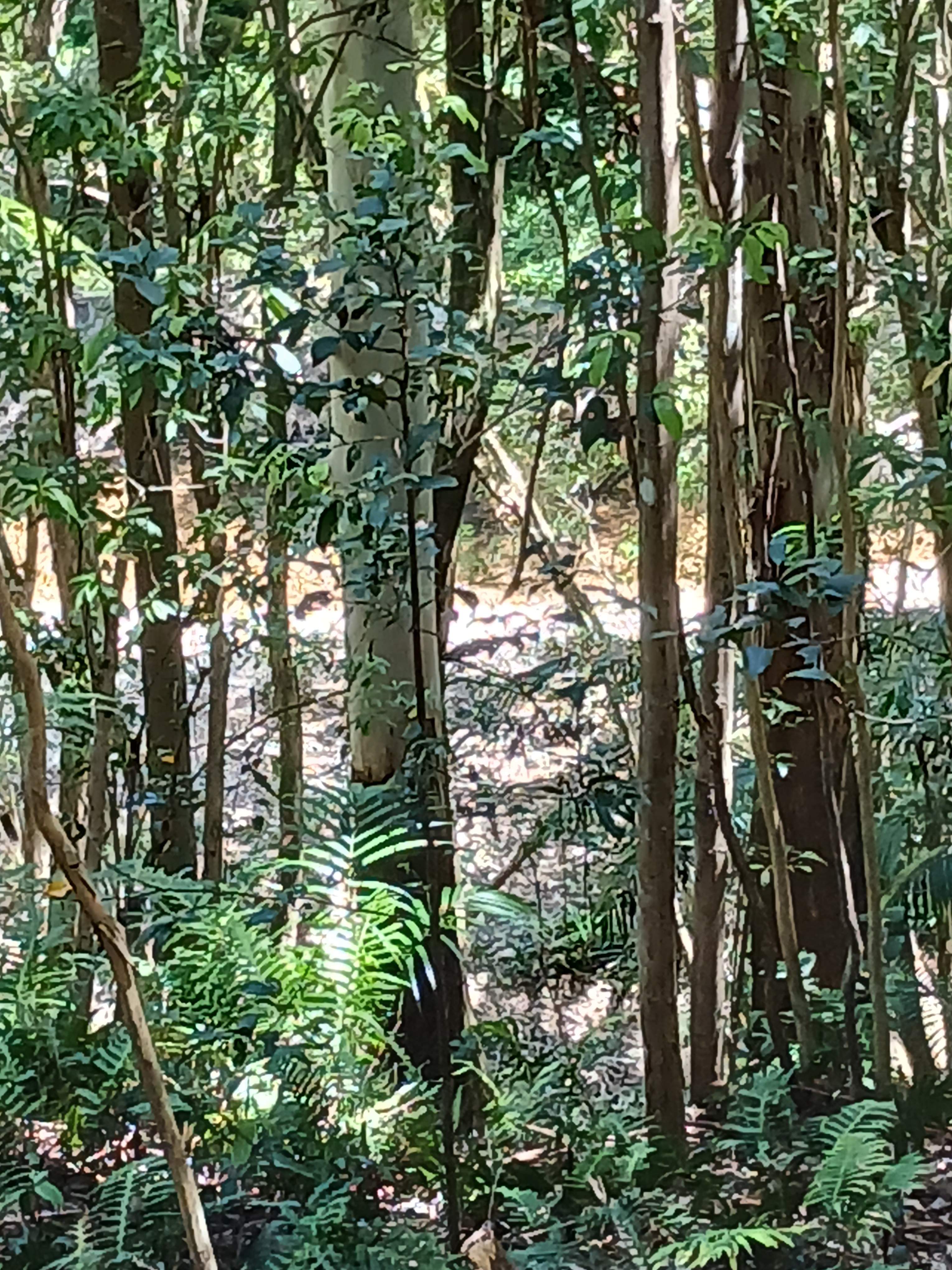 Kalang Farm Wildlife Sanctuary