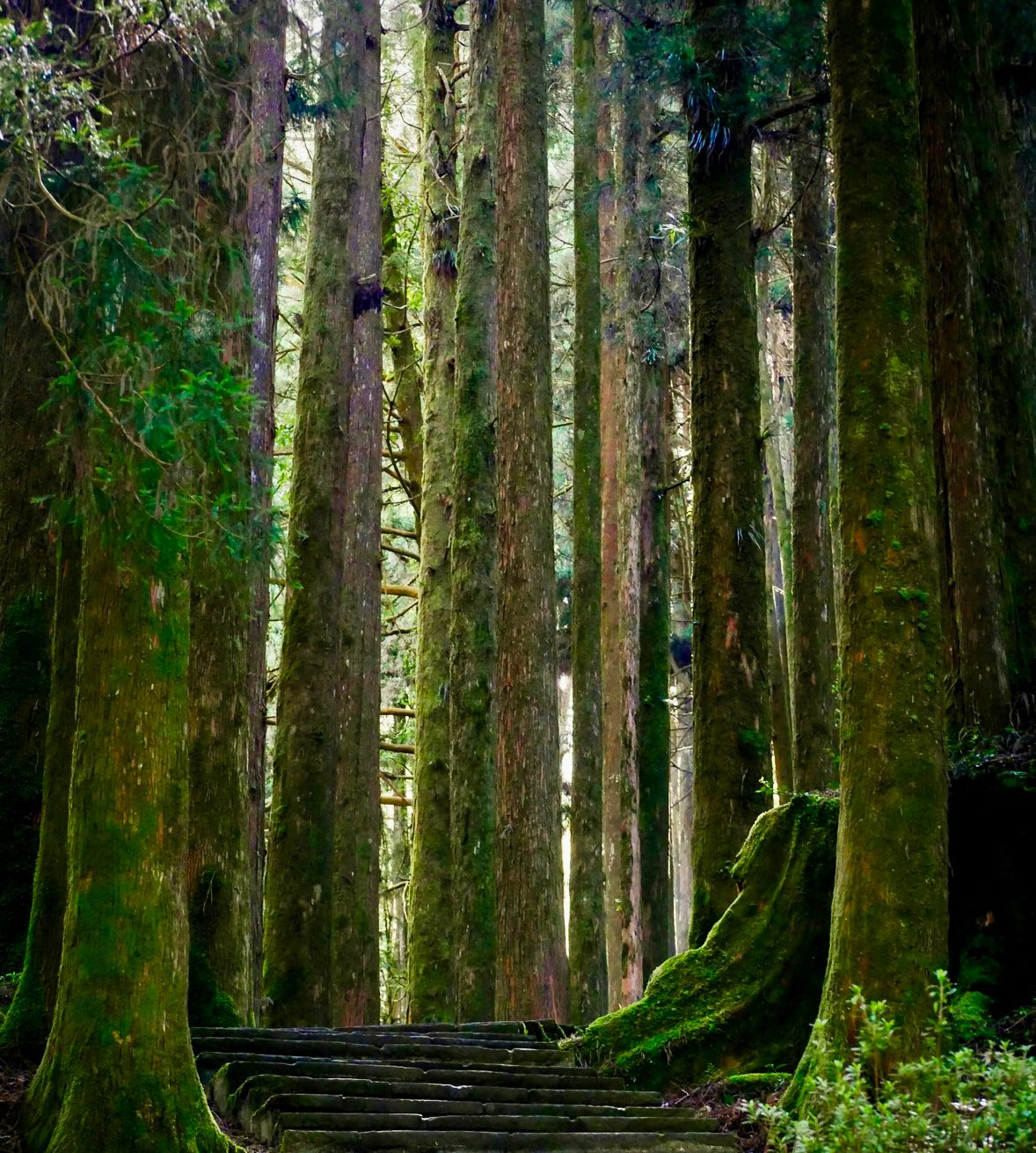 The Black Oak Forest